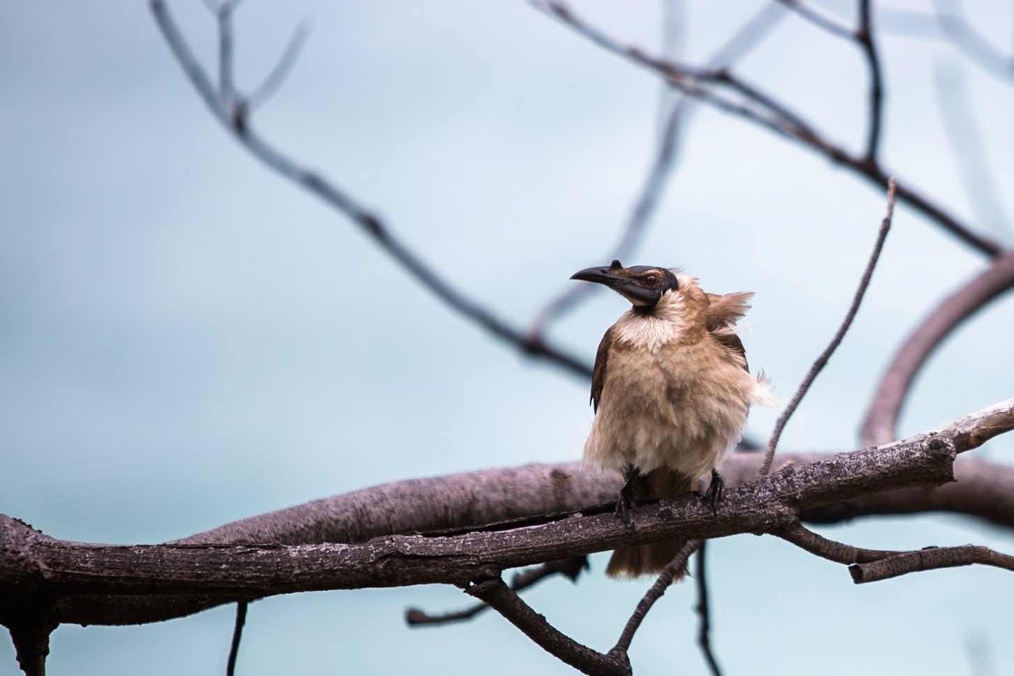 Noisy friarbird, Stradbroke Island, Queensland