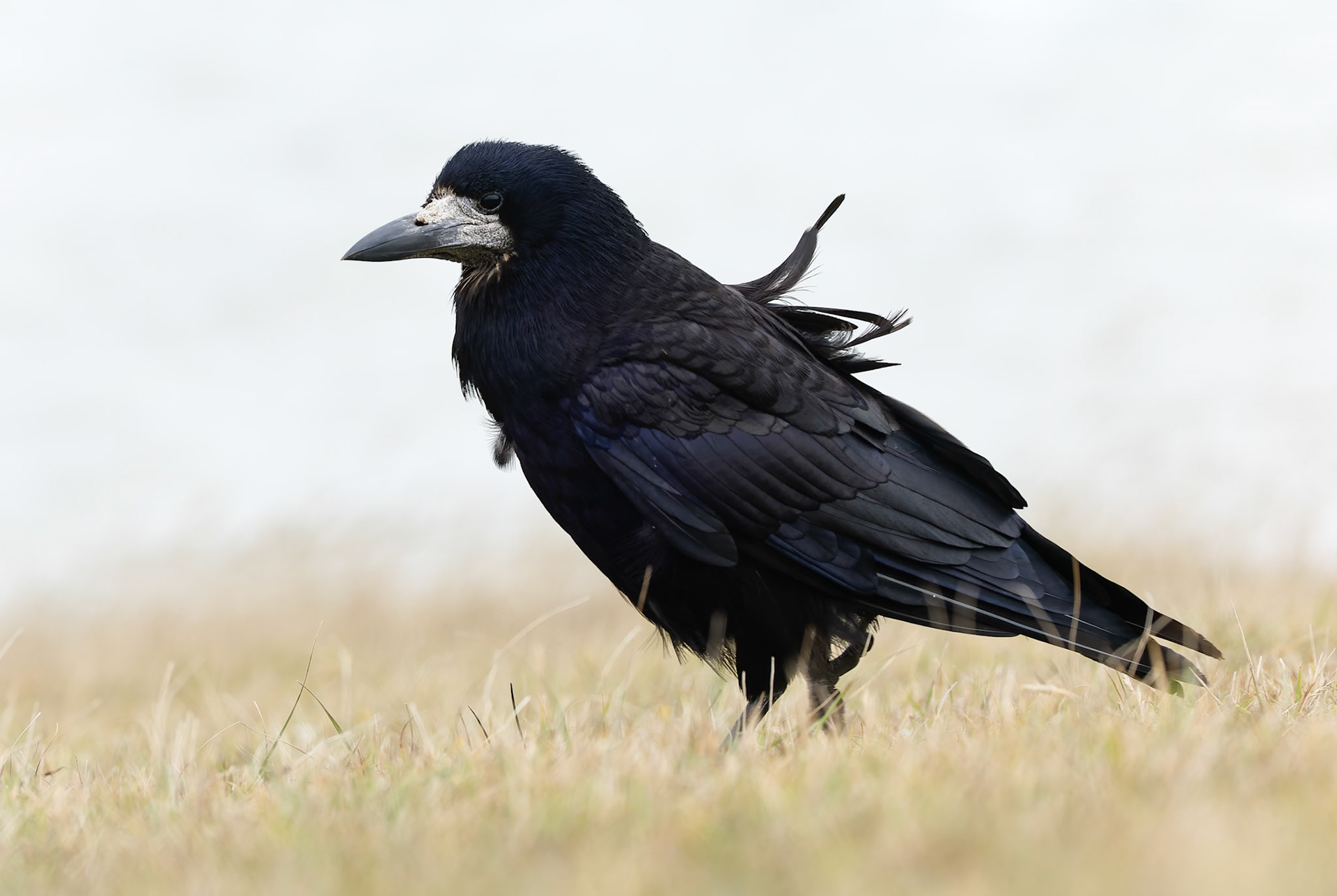 Rook, Birling Gap and Seven Sisters, United Kingdom