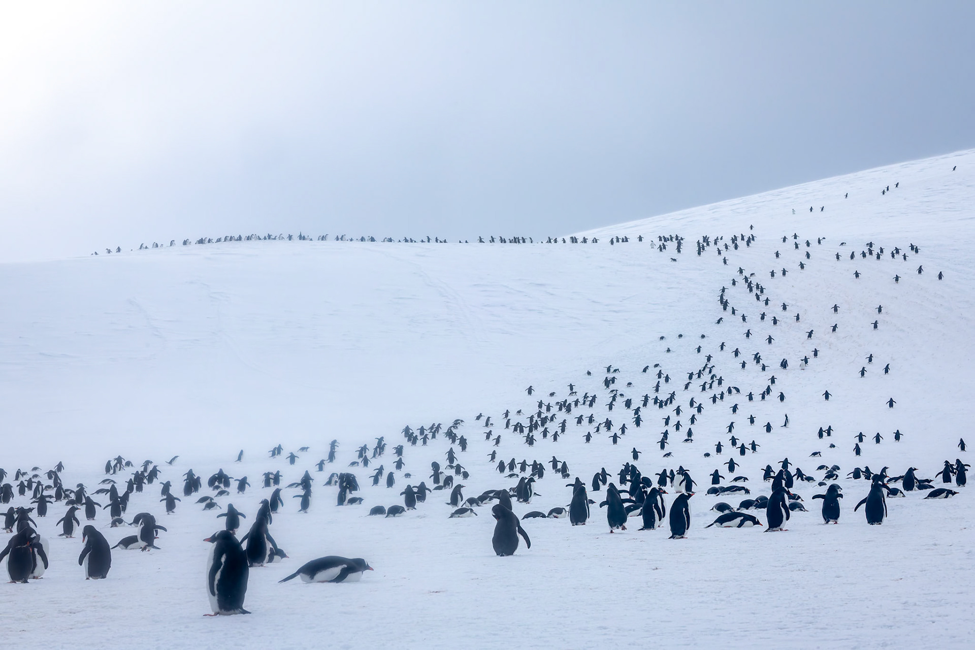 Gentoo penguin and landscape, Danko Island, Antarctica