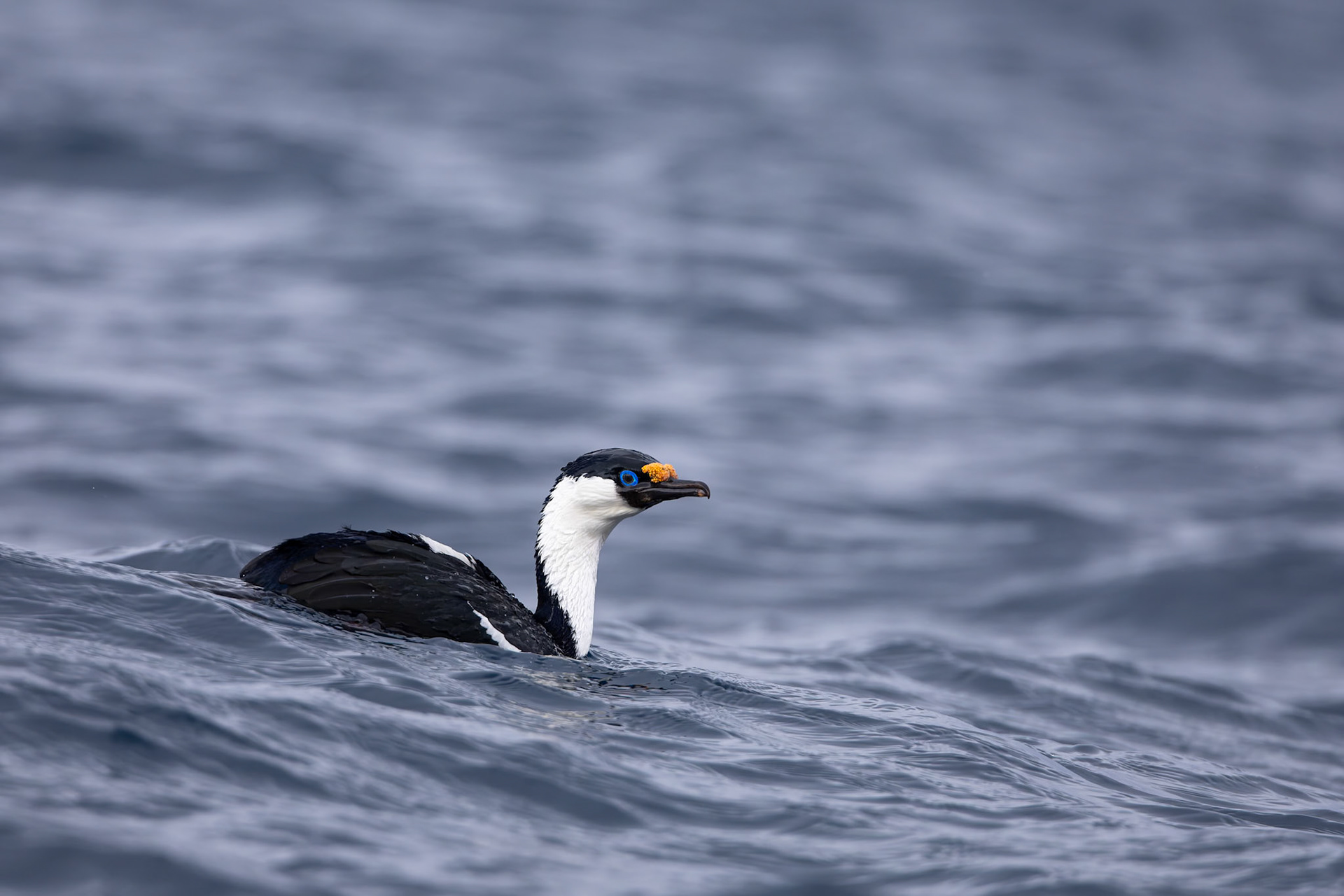 Imperial cormorant, Cierva Cove, Antarctica