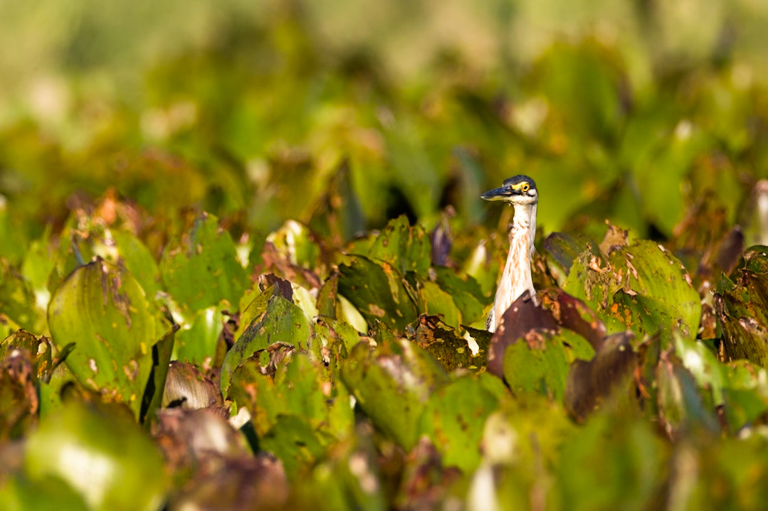 Striated heron, Pousada Piuval, Pantanal, Brazil
