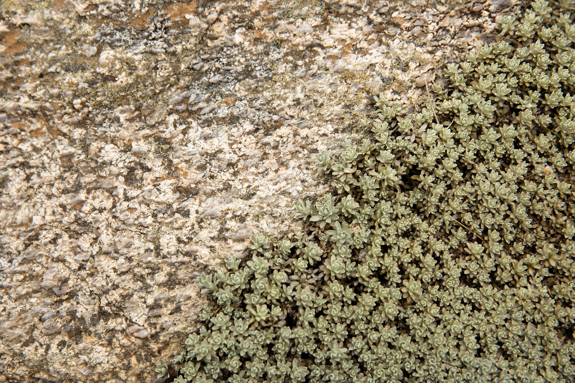 Thredbo to the cablecar and return, Mount Kosciuszko National Park, Snowy Mountains, New South Wales