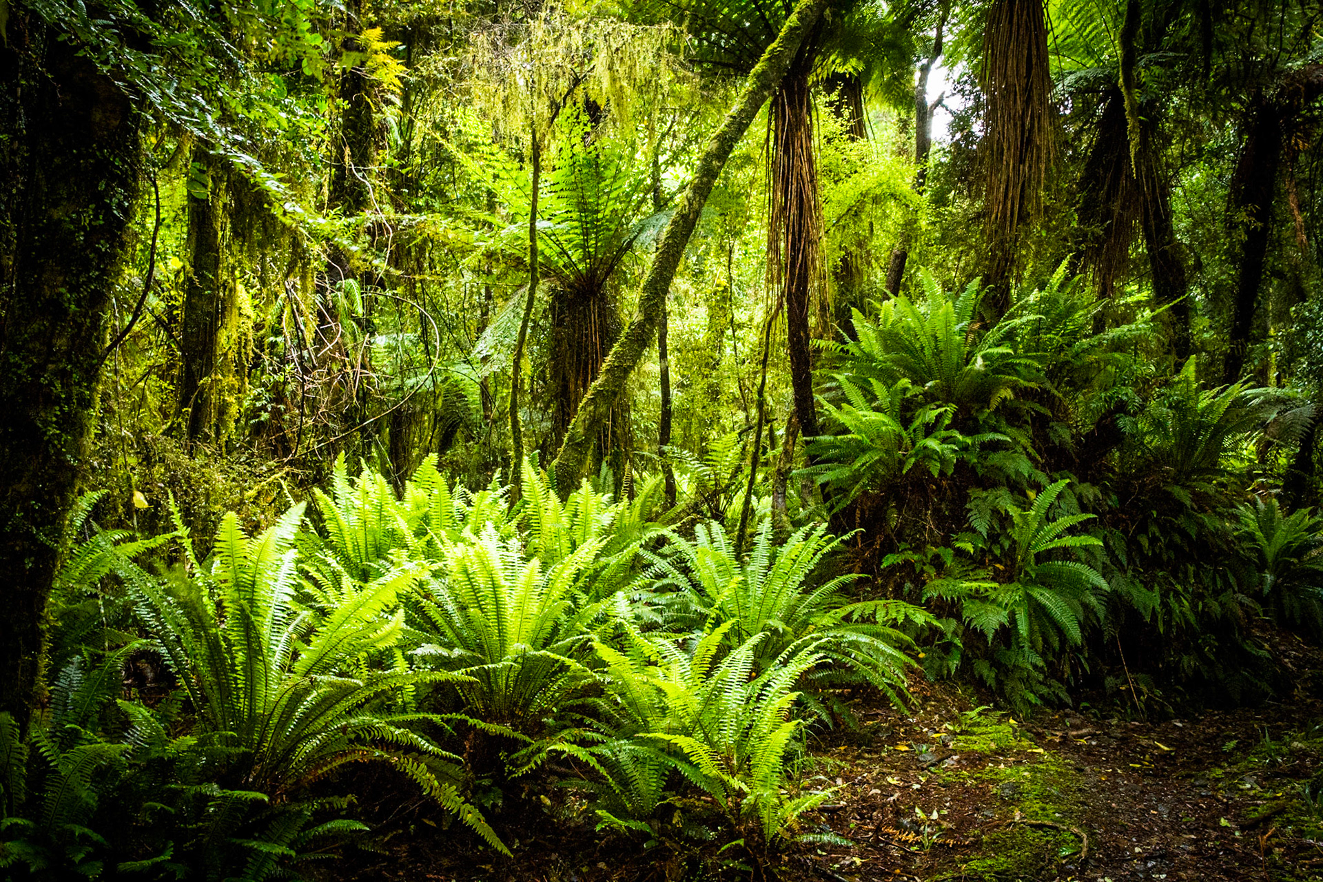 Hollyford Track, Pyke Lodge to Martin's Bay, New Zealand