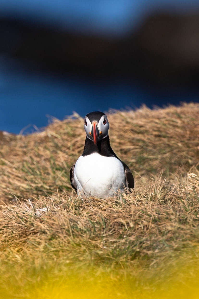 Atlantic puffin, Grímsey Island, Iceland