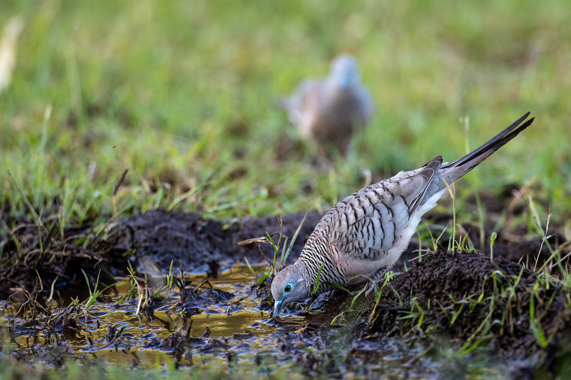 Peaceful dove, Mt Isa, Queensland, Australia