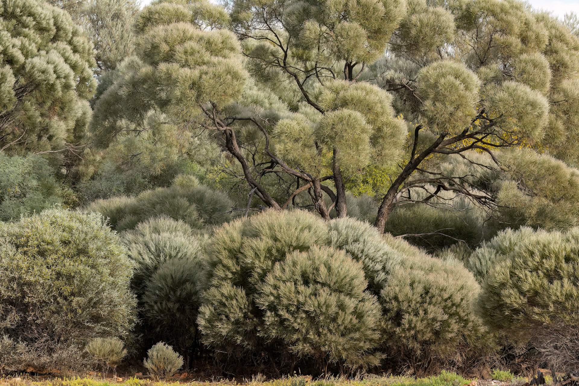 Landscape, Eromanga to Thargomindah, Queensland, Australia