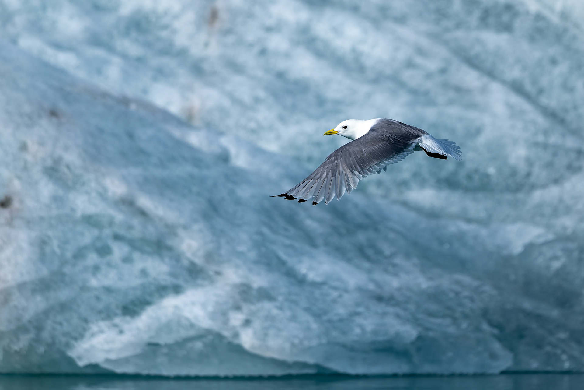 Kittiwake, Monacobreen, Svalbard, Norway