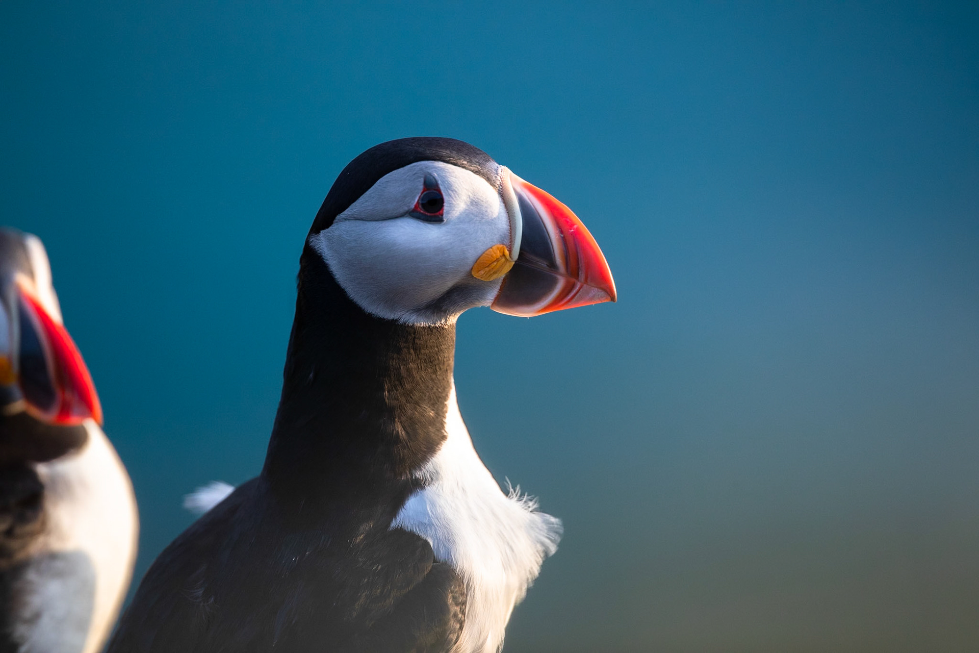Atlantic puffin, Grímsey Island, Iceland