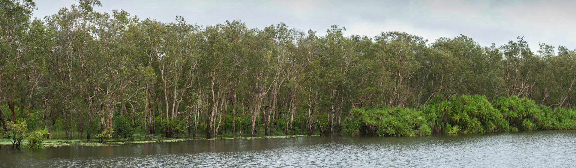 Bush and water-Pandanis en route from Kakadu to Litchfield, Northern Territory
