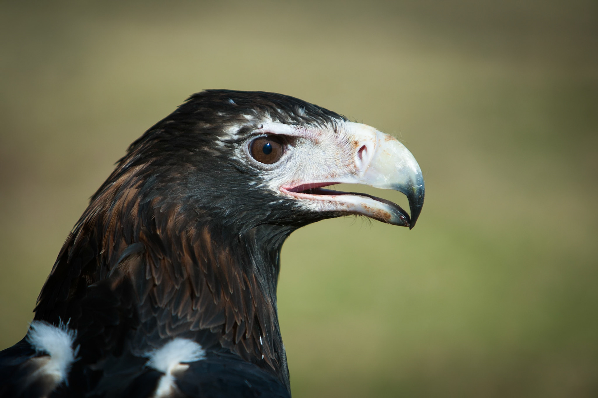 Lamington National Park, Queensland