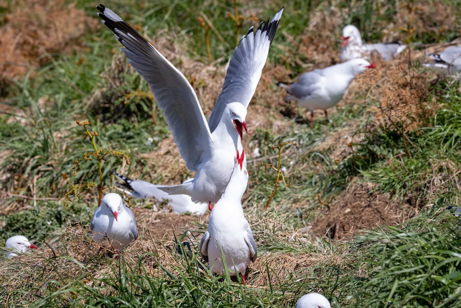 Red-billed gull, Dunedin, New Zealand