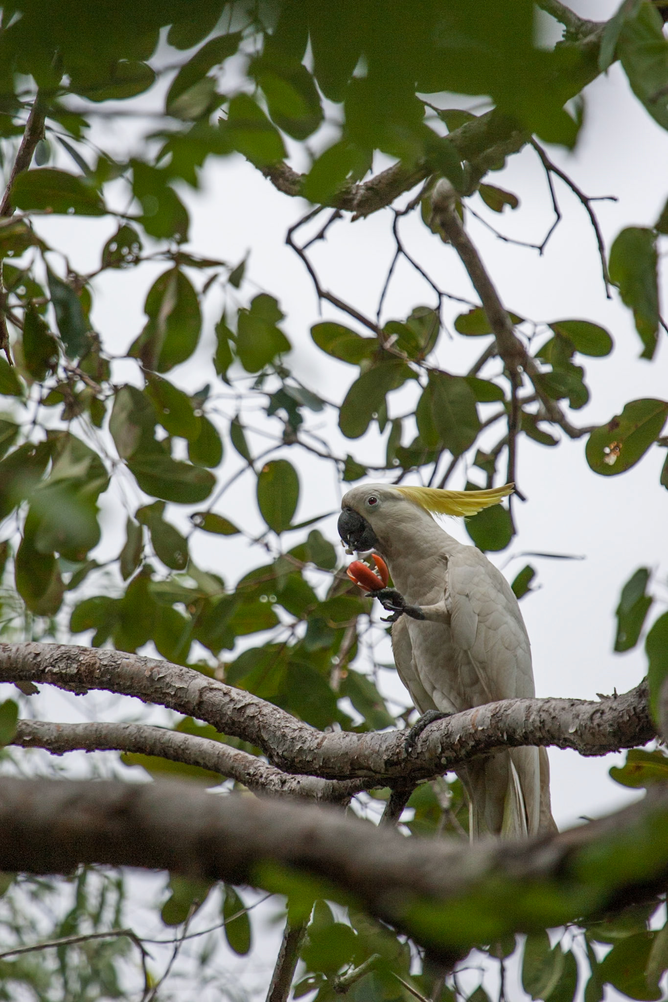 Sulphur-crested cockatoo. Mount Borradale, Arnhemland, Northern Territory