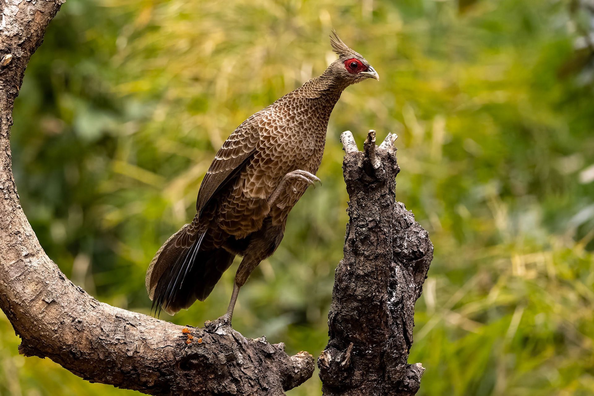 Kalij pheasant, Bird's Den, Corbett Tiger Reserve, India