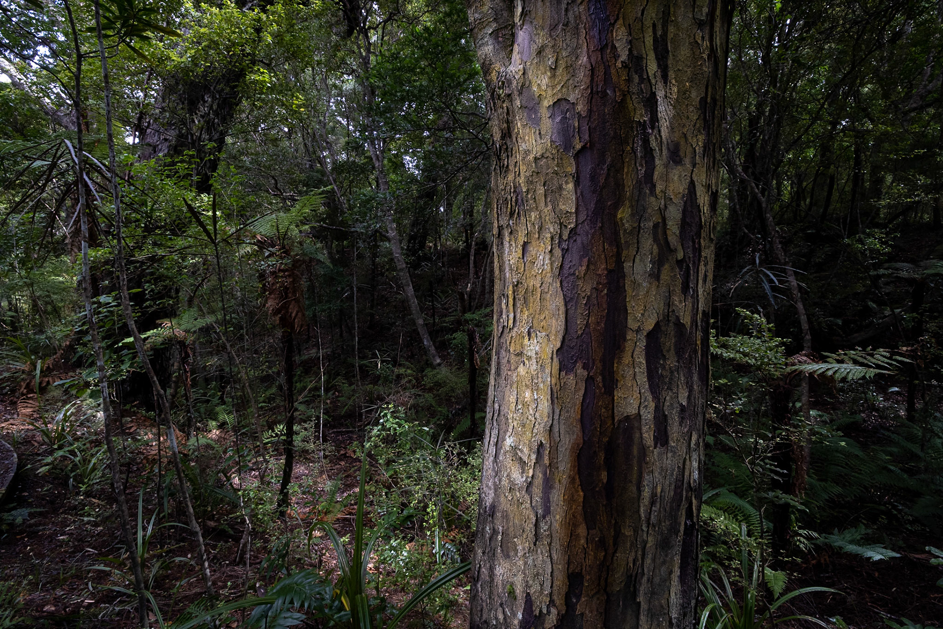 Ulva Island, New Zealand