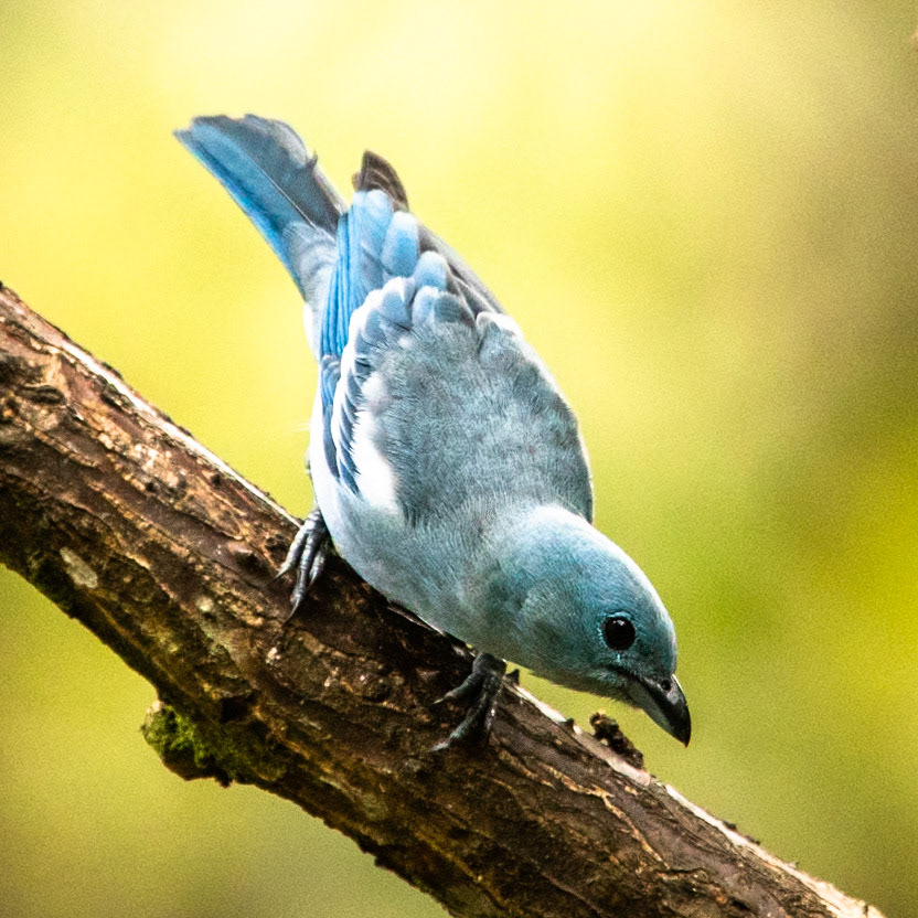 Blue-gray tanager, Machu Piccu, Peru