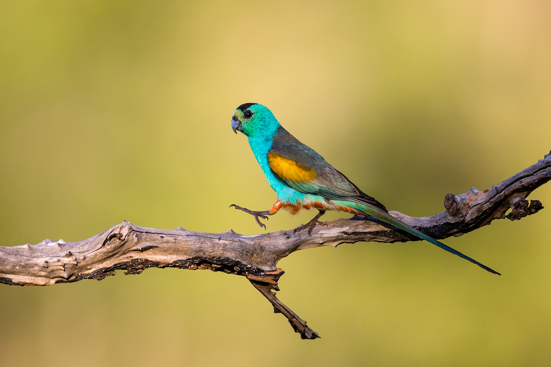 Golden-shouldered parrot, Artemis station, Musgrave, Cape York Penninsula, Queensland