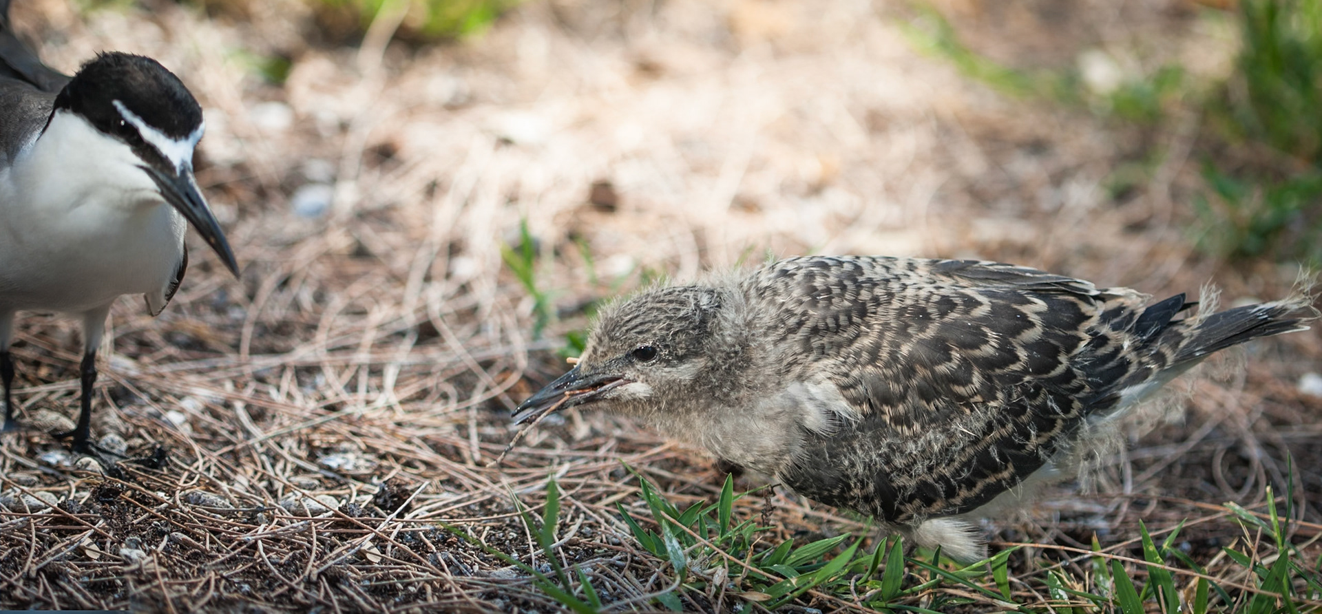 Bridled tern and chick, Lady Elliot Island, Queensland, Australia