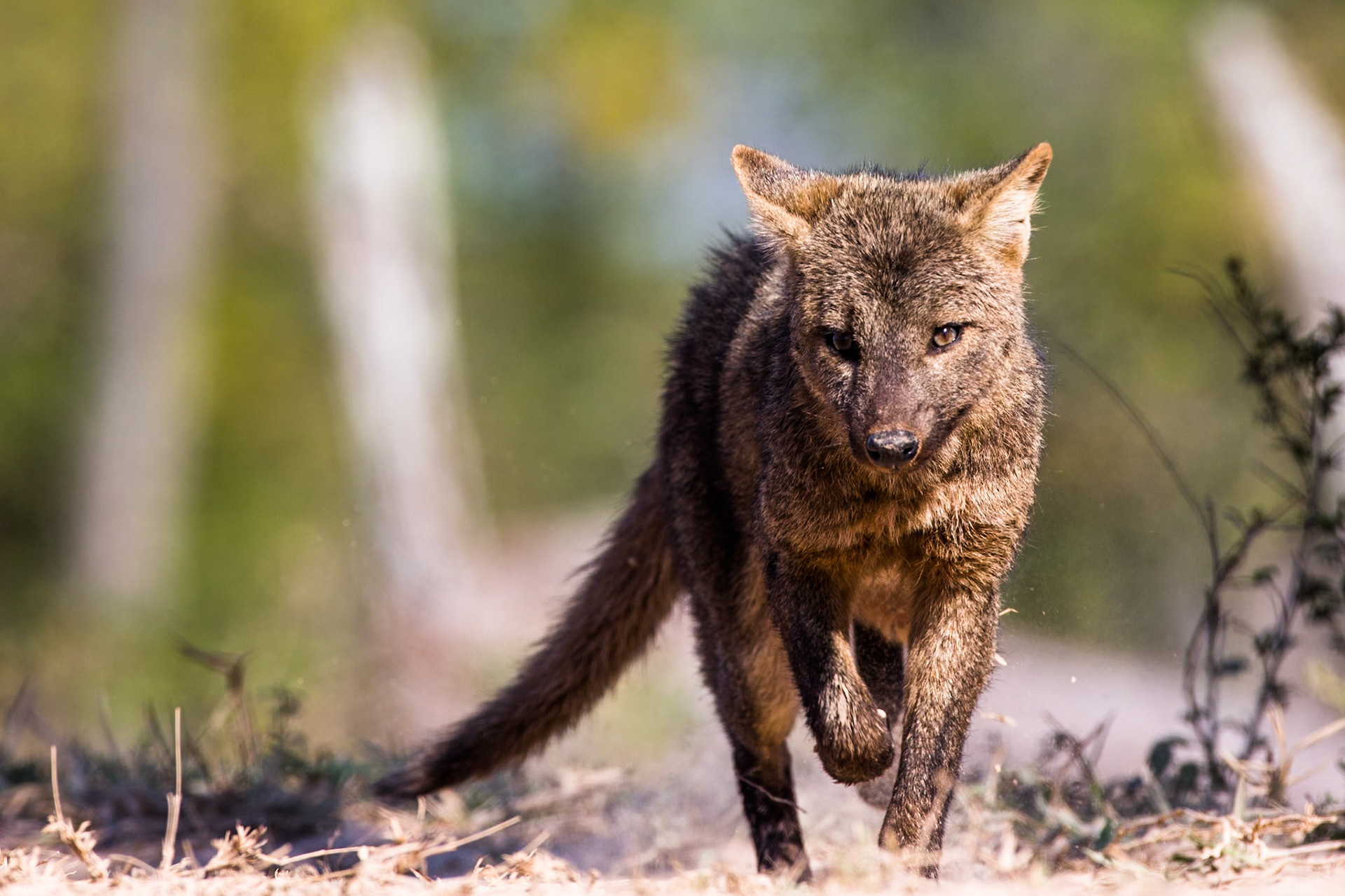 Crab-eating fox, Pousada Piuval, Pantanal, Brazil