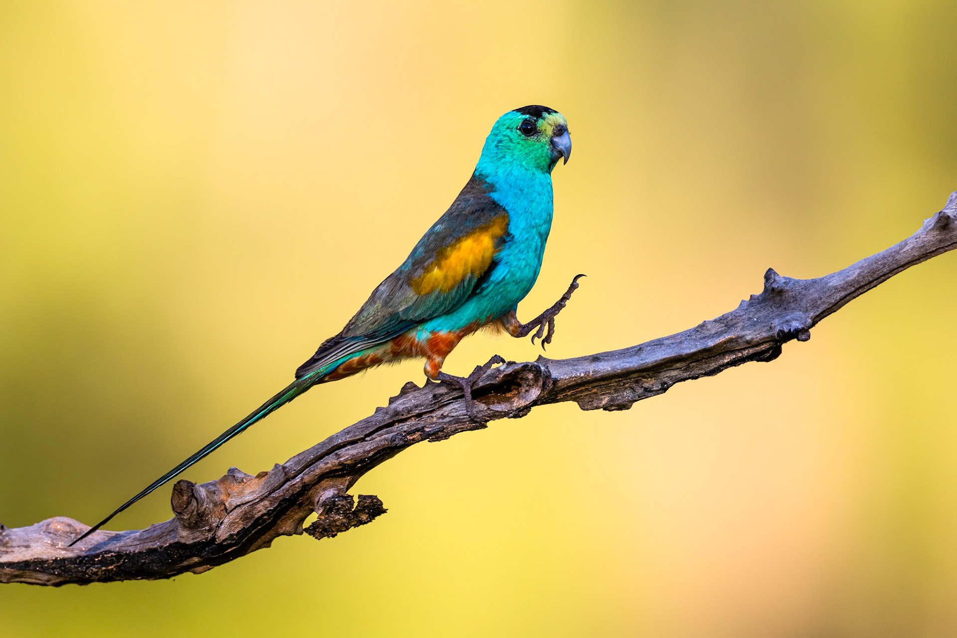 Golden-shouldered parrot, Artemis station, Musgrave, Cape York Penninsula, Queensland