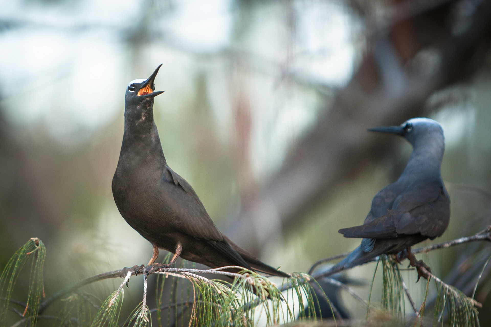 Black Noddy, Lady Elliot Island, Queensland, Australia