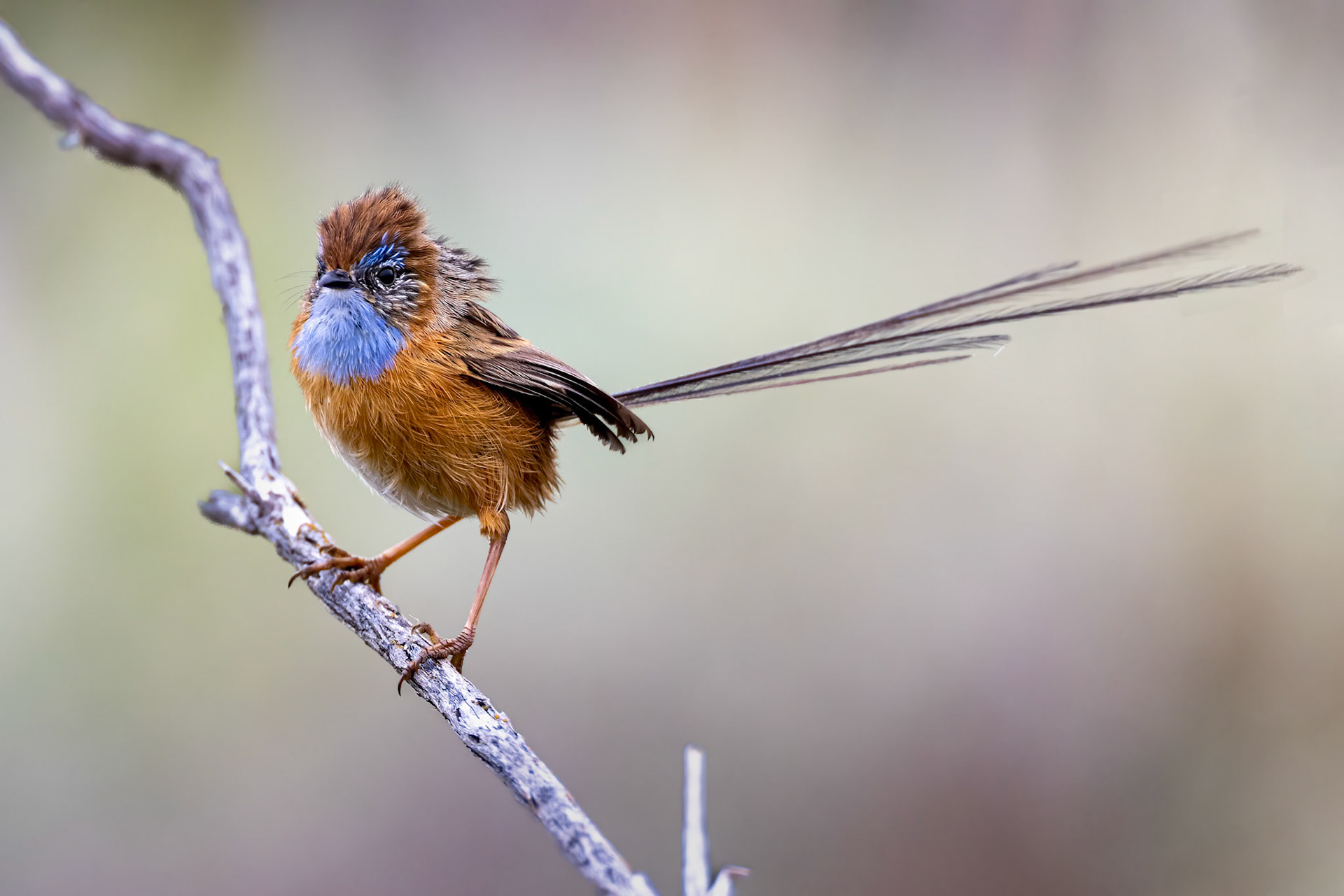 Southern emuwren, Margaret River, West Australia