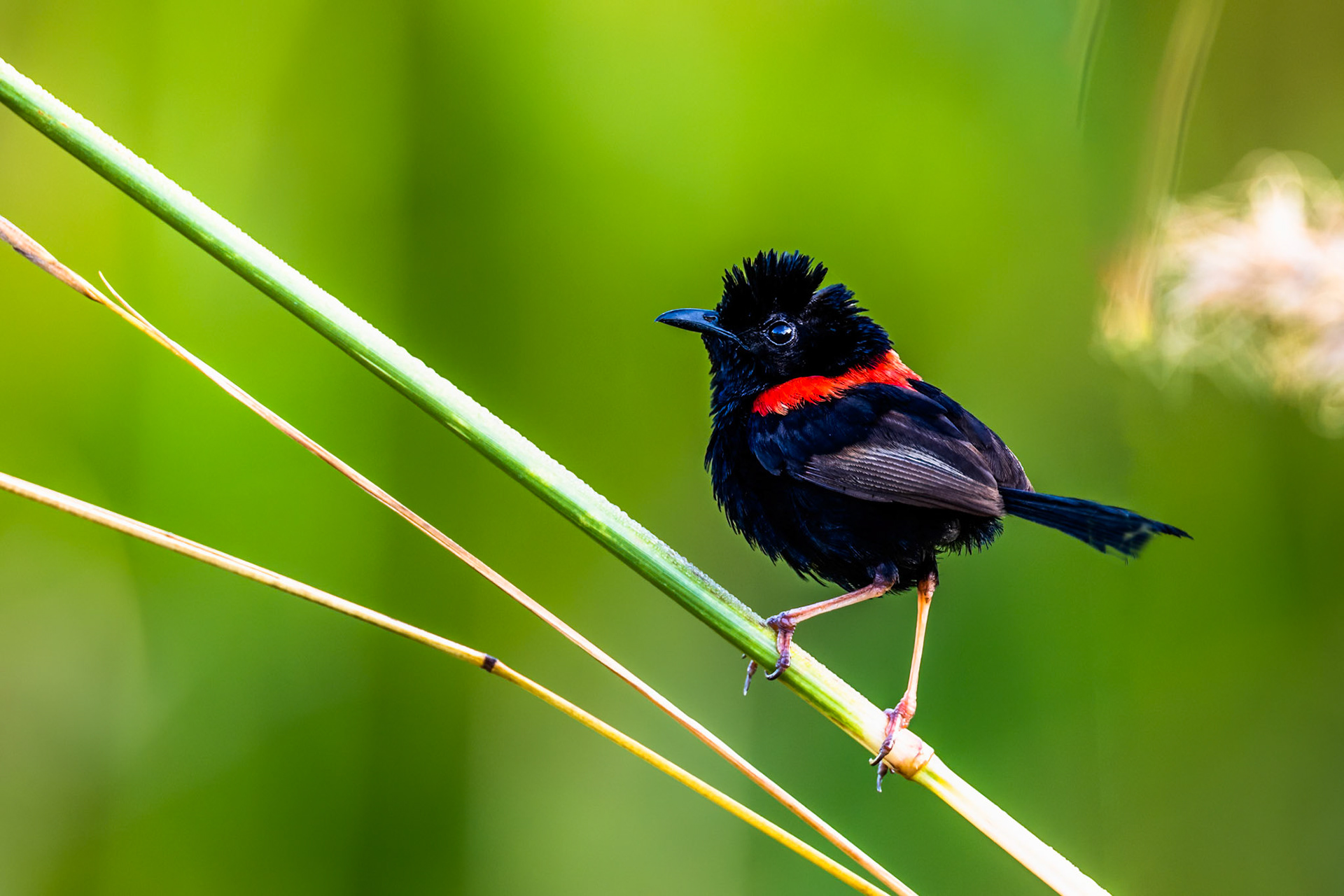 Red-backed fairywren, Kutini-Payamu (Iron Range) National Park, Cape York Penninsula, Queensland