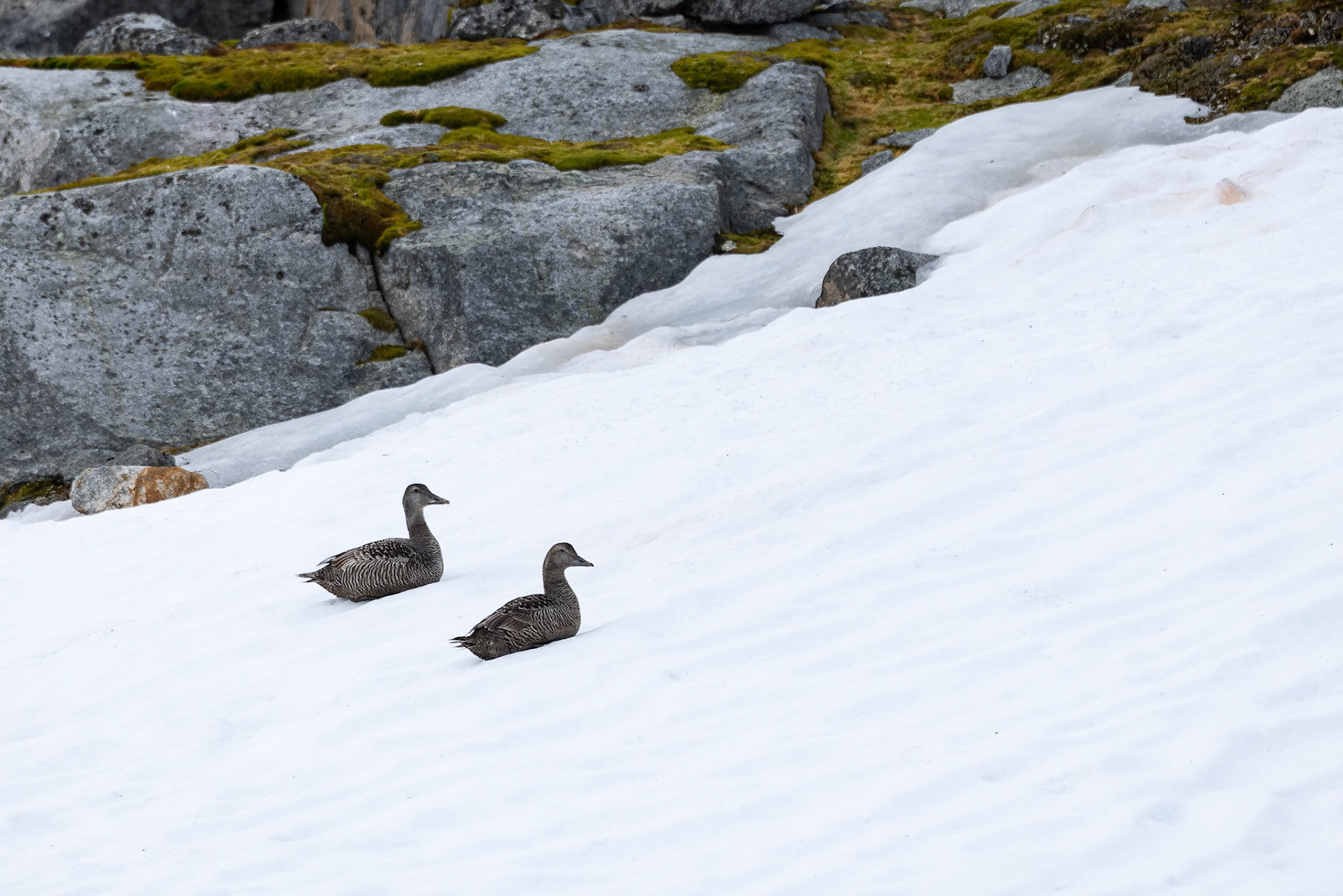 Common eider, Hamiptonbukka, Svalbard, Norway