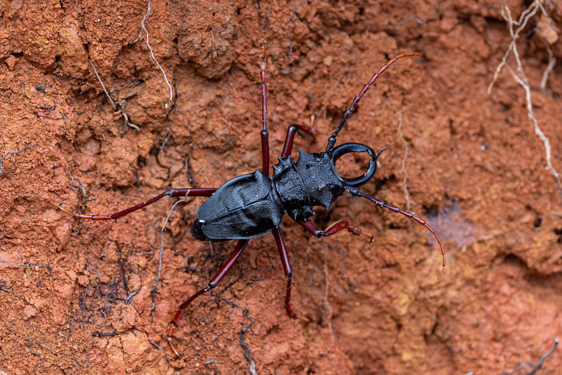 Urraca Lodge, Jorupe National Park, Ecuador