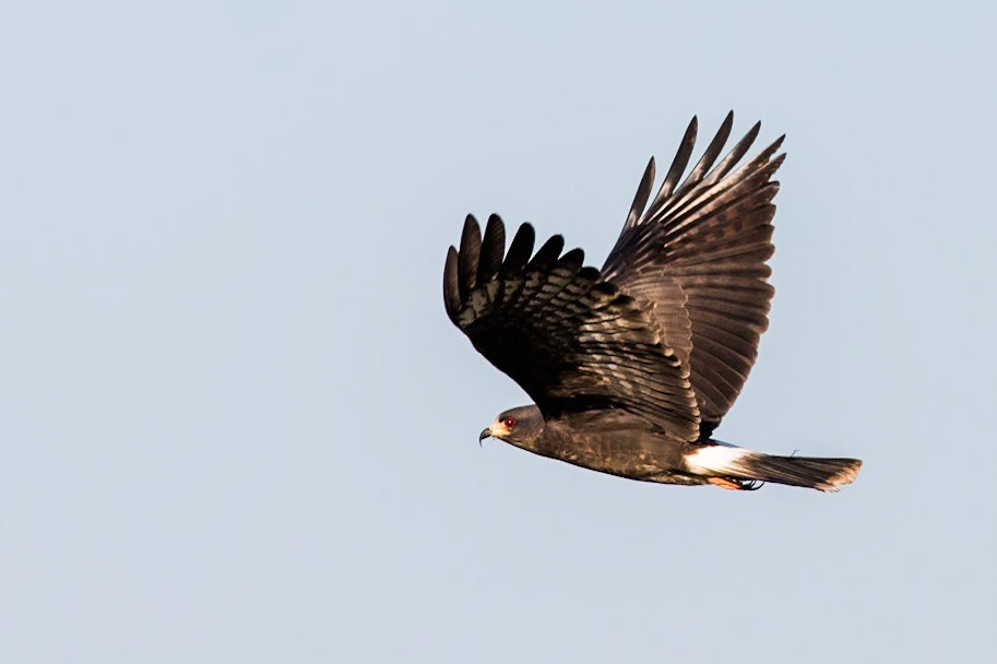 Snail kite, Pousada Piuval, Pantanal, Brazil
