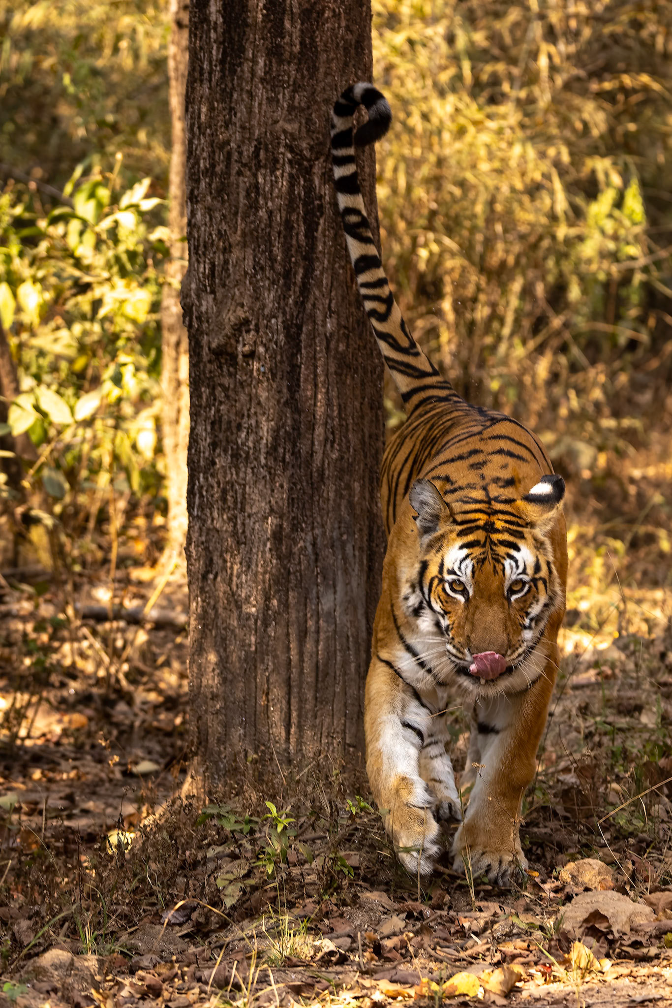 Bengal tiger, Khana, India
