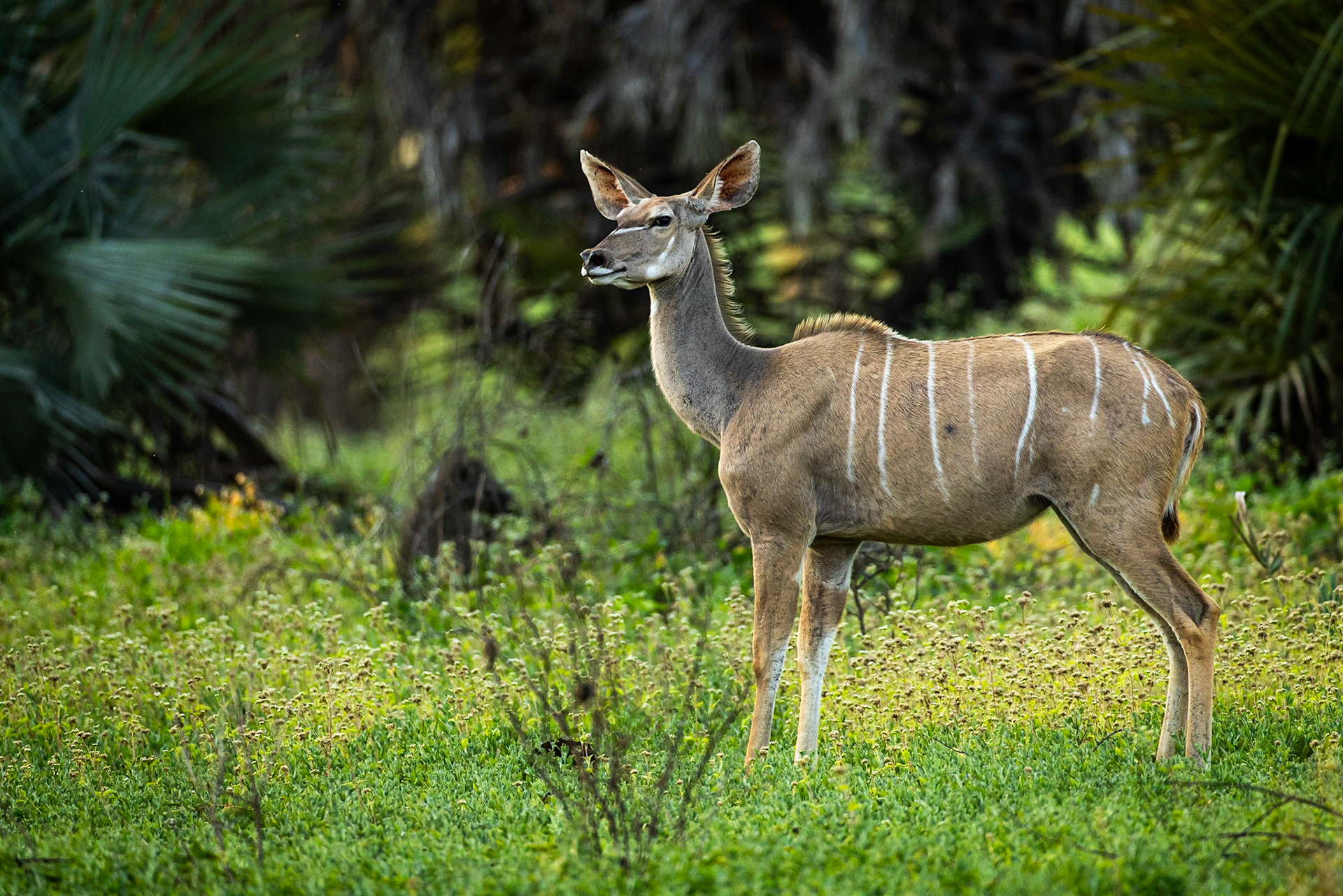 Kudu, Gorongosa, Mozambique
