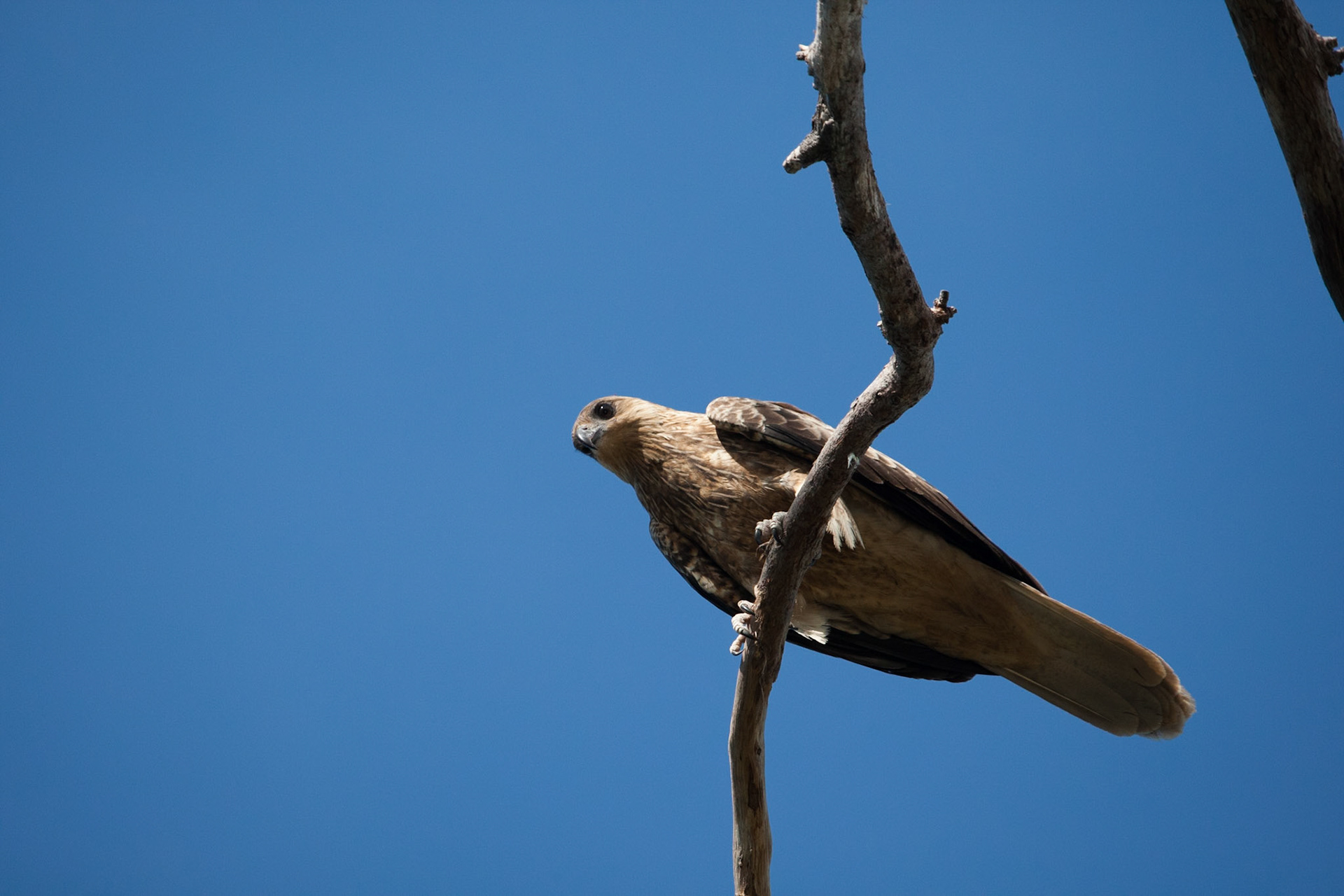 Whistling kite. Mount Borradale, Arnhemland, Northern Territory