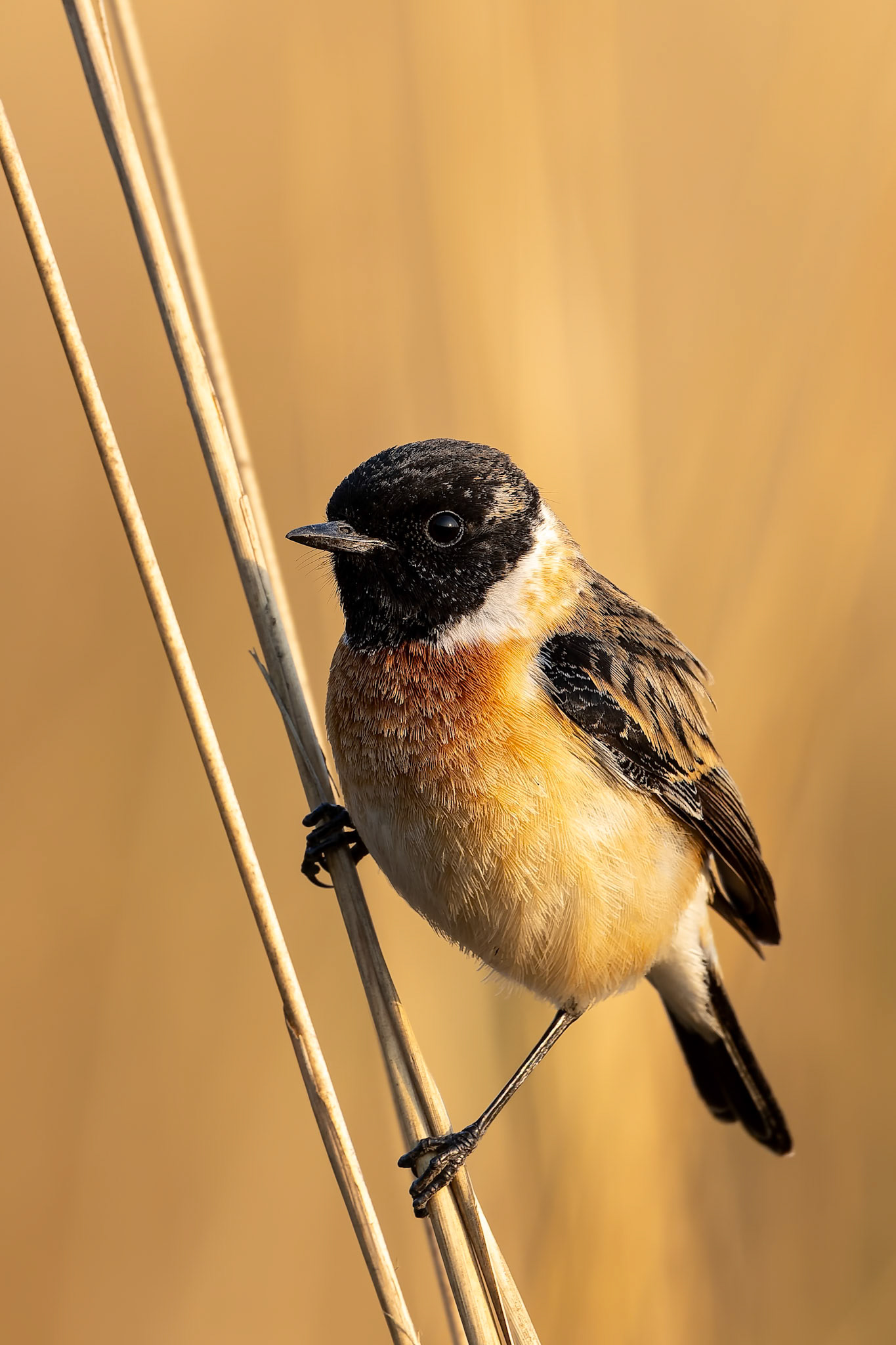 Siberian stonechat, Corbett Tiger Reserve, India
