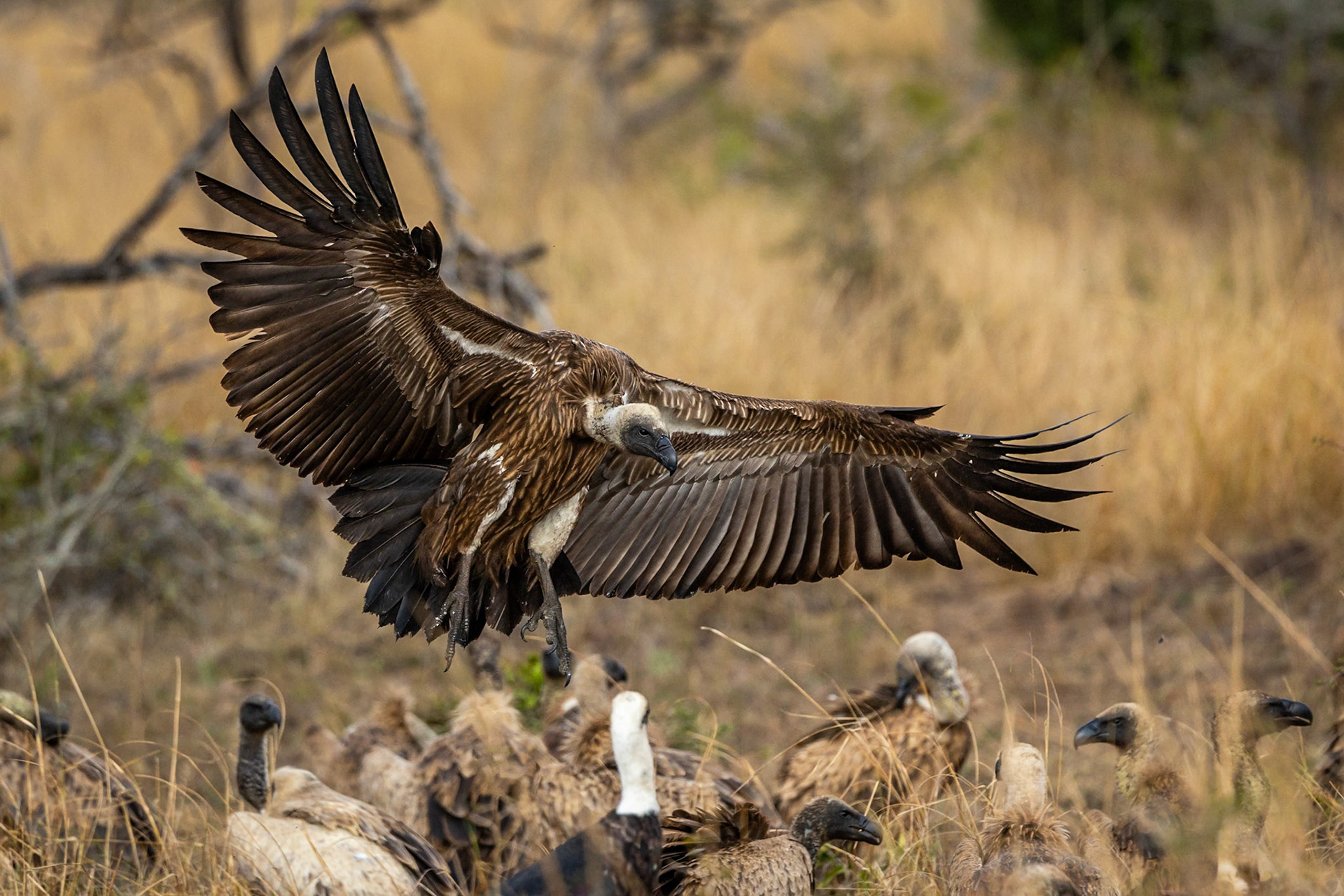 White-backed vulture, Phinda, South Africa