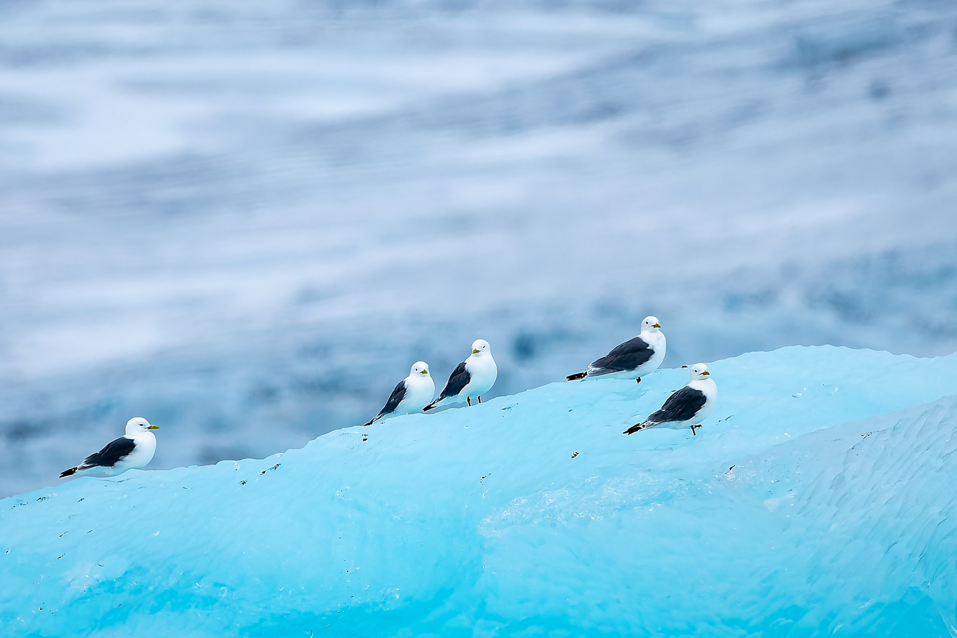 Black-legged kittiwake, Lilliehoekbreen, Svalbard, Norway