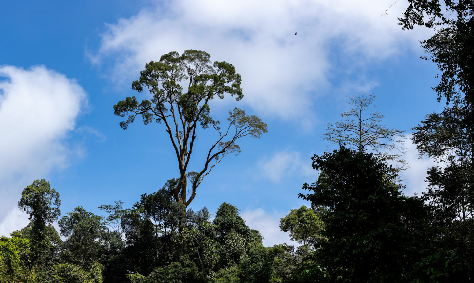 Forest, Tabin, Borneo