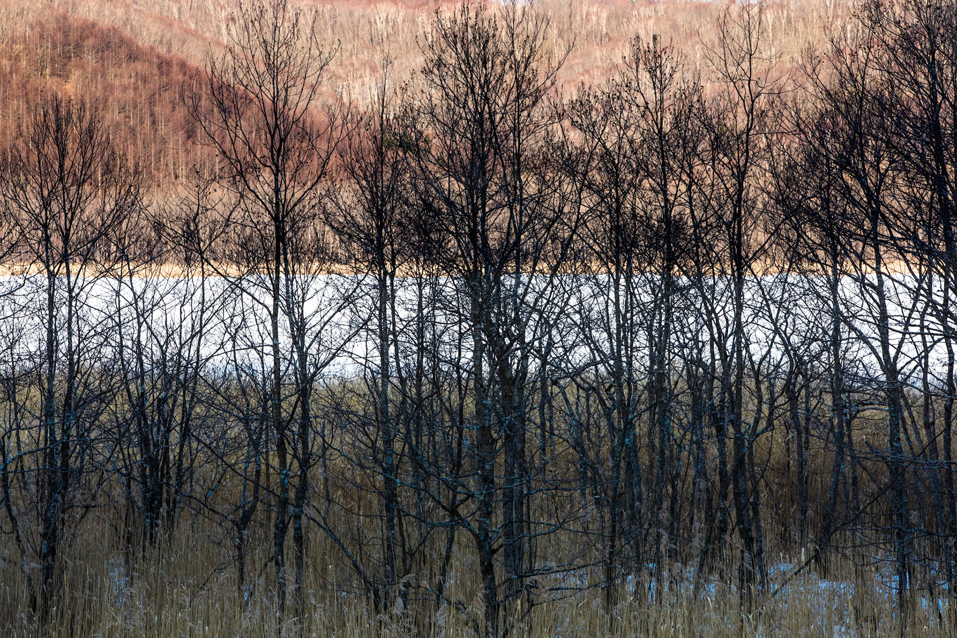 Kushiro marshland, Hokkaido, Japan
