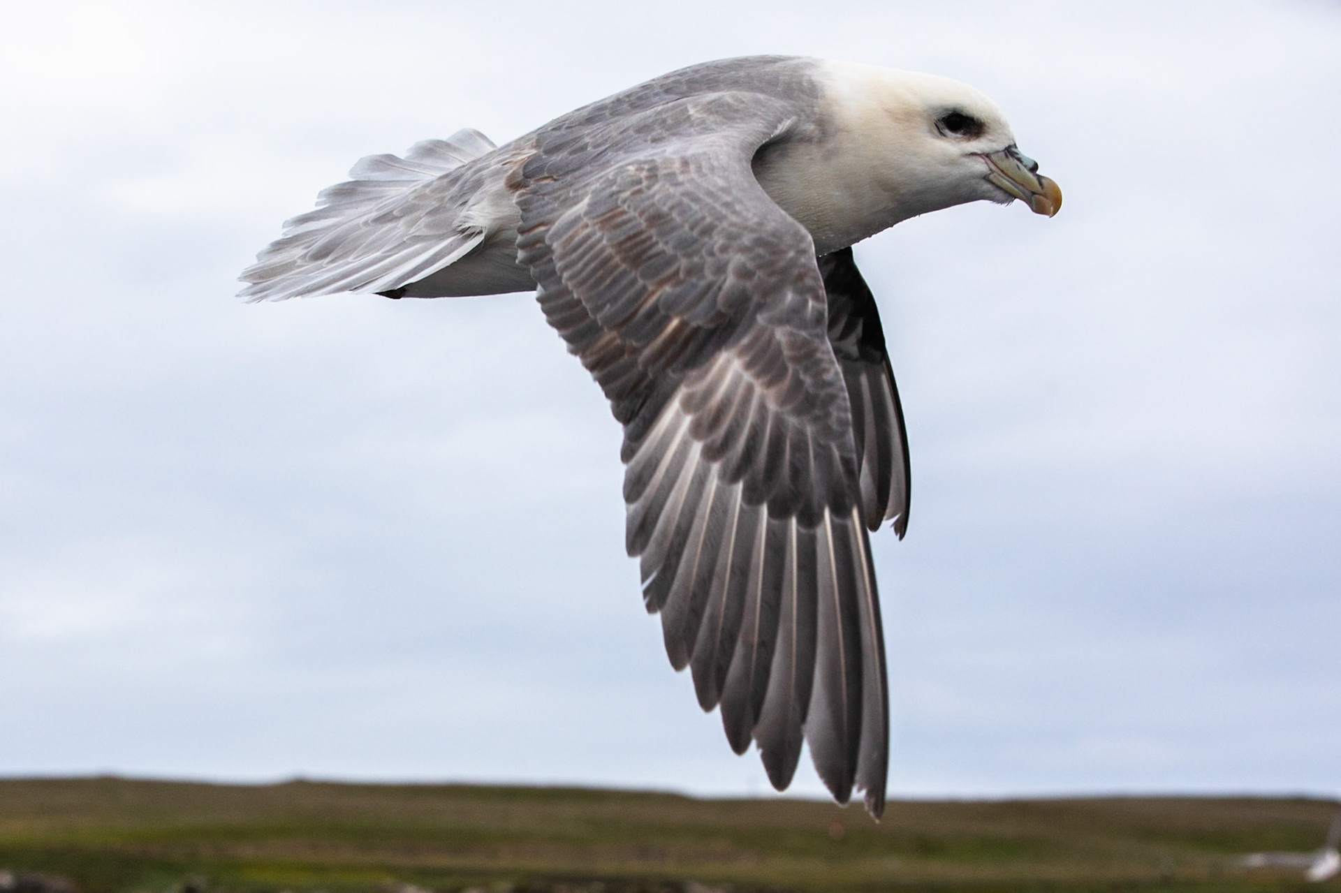 Norther fulmar, Grímsey Island, Iceland