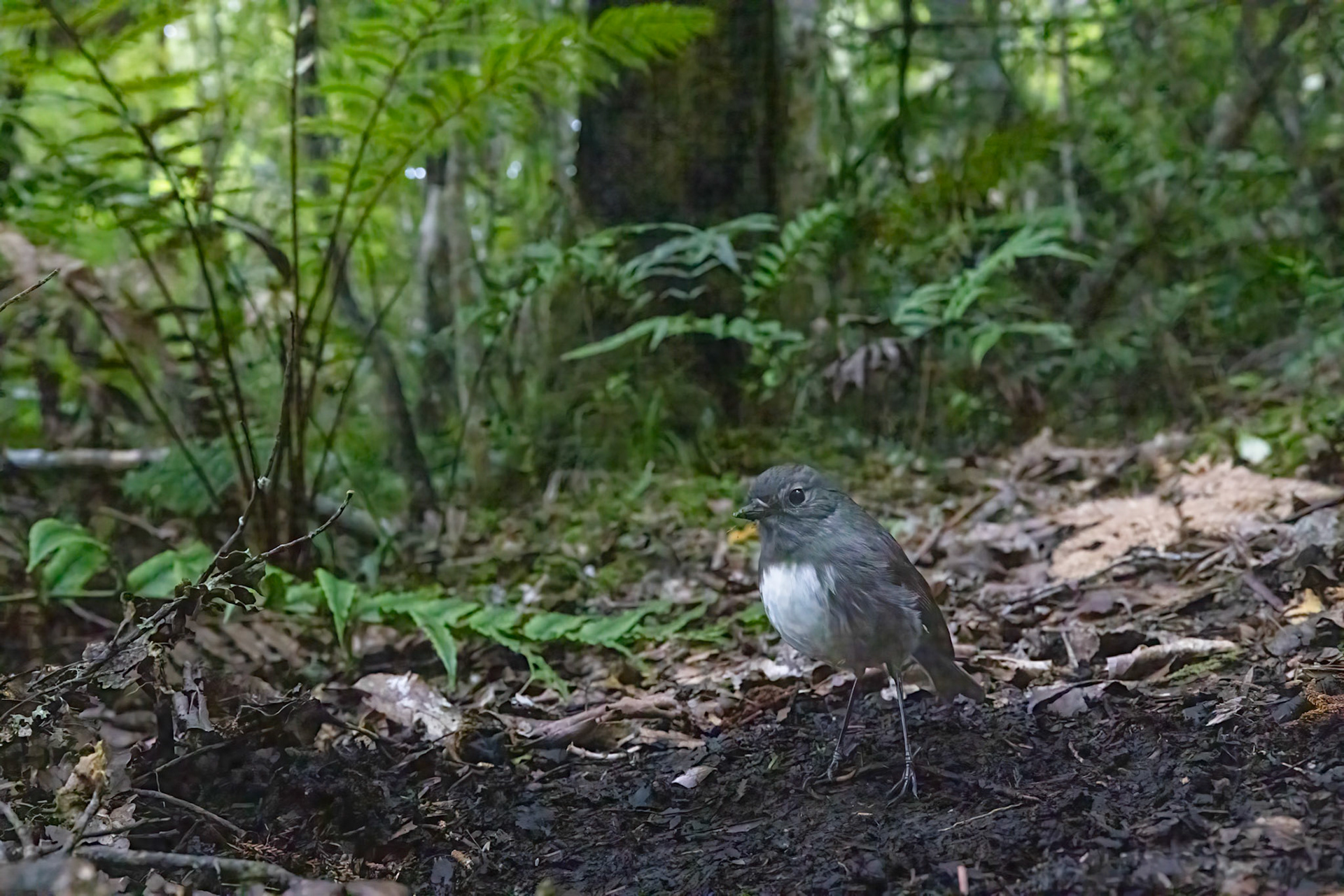 South Island robin, Ulva Island, New Zealand
