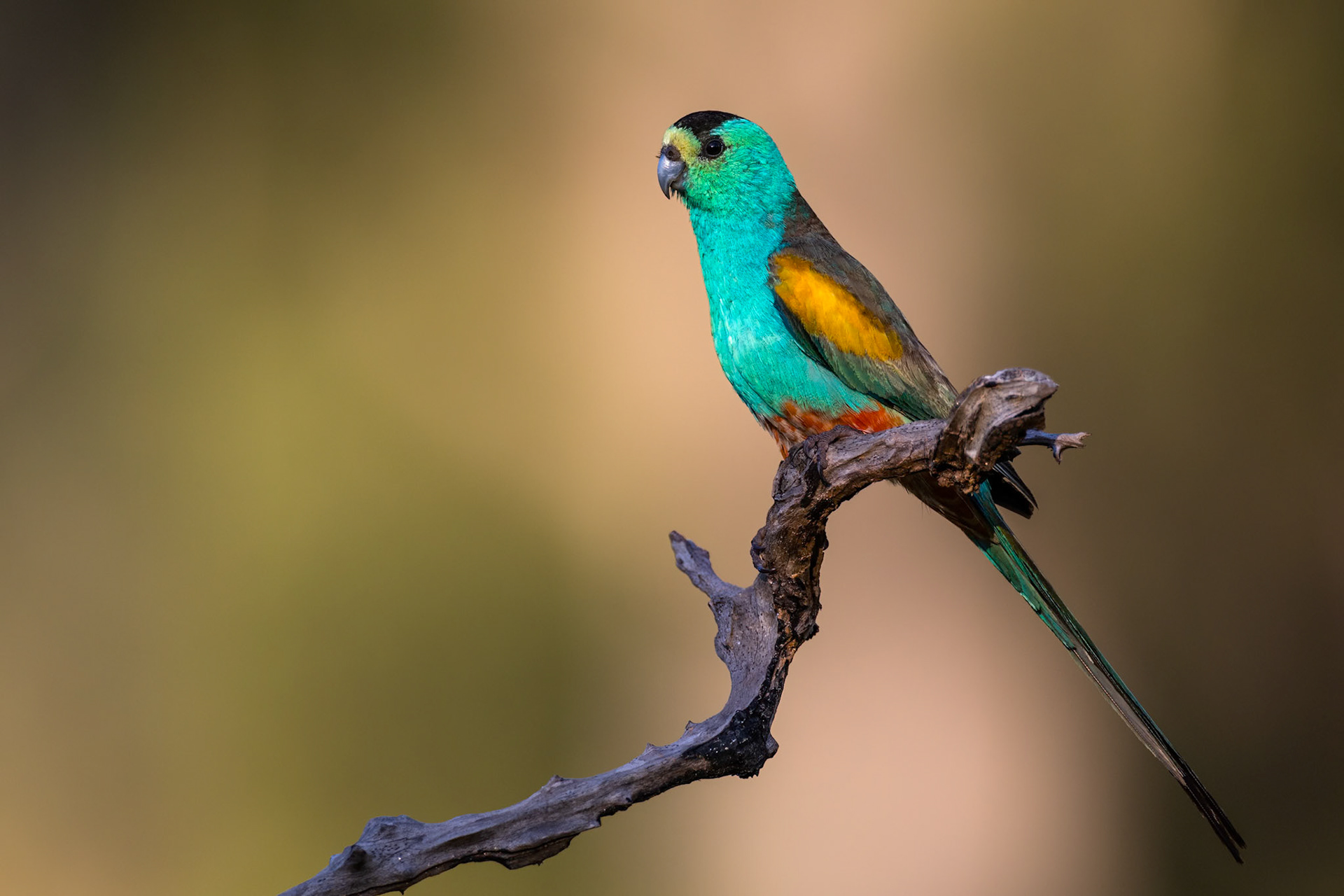 Golden-shouldered parrot, Artemis station, Musgrave, Cape York Penninsula, Queensland