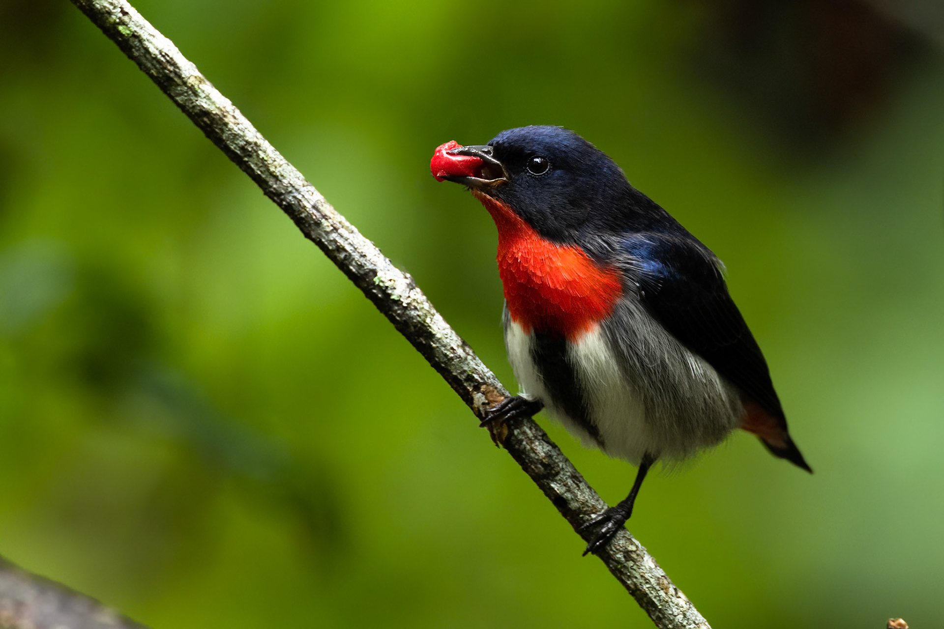 Mistletoebird, Cairns, Queensland