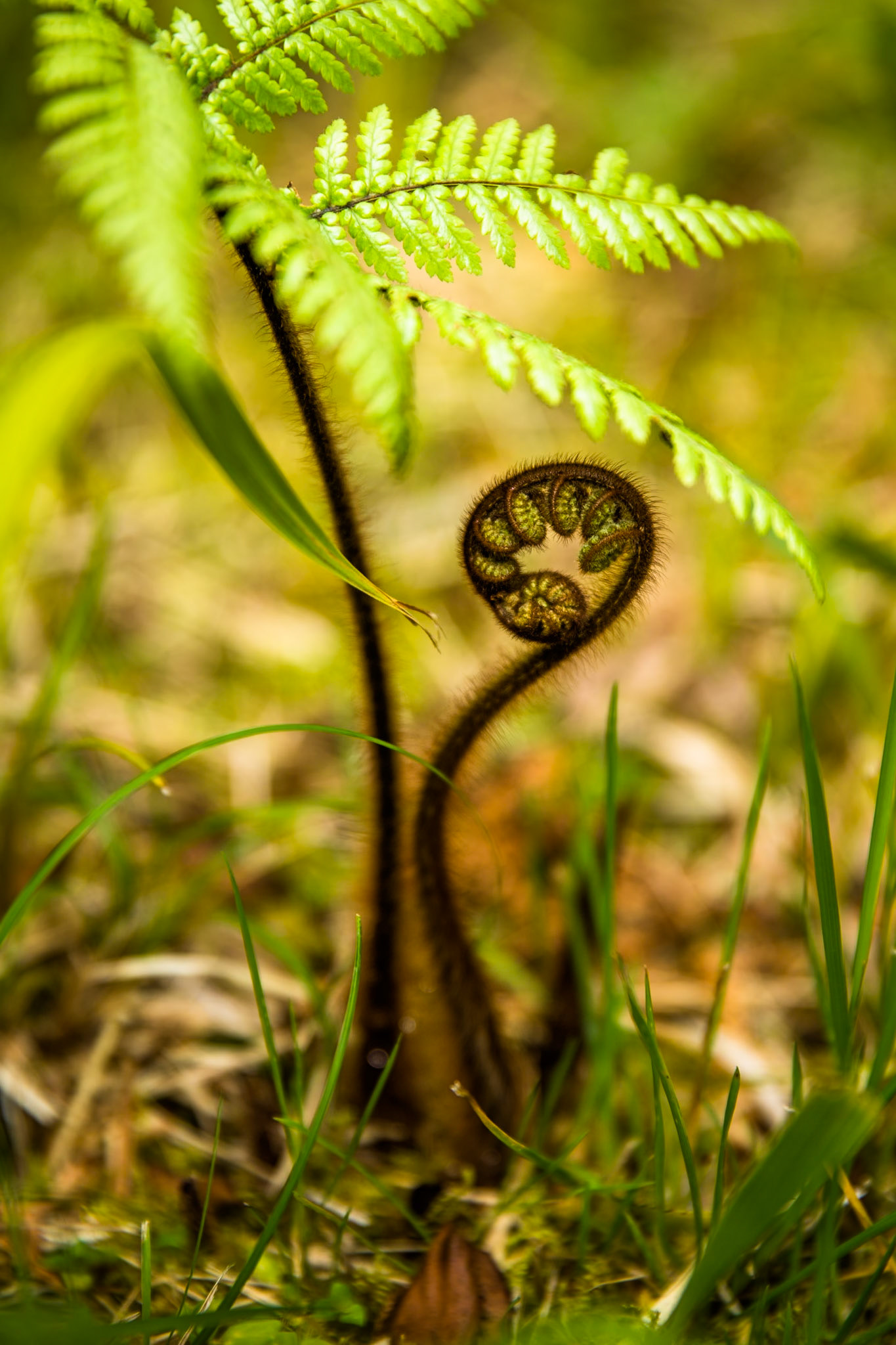 Hollyford Track, Pyke Lodge to Martin's Bay, New Zealand