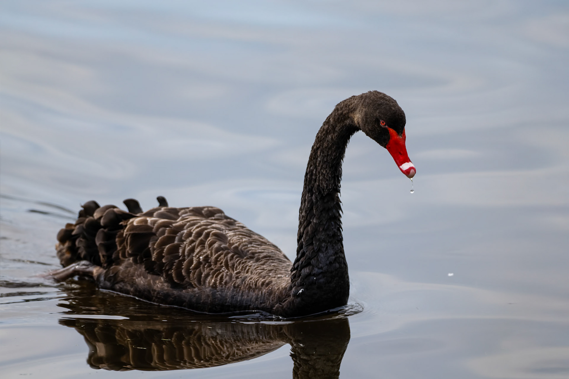 Black swan, Mount Field, Tasmania, Australia
