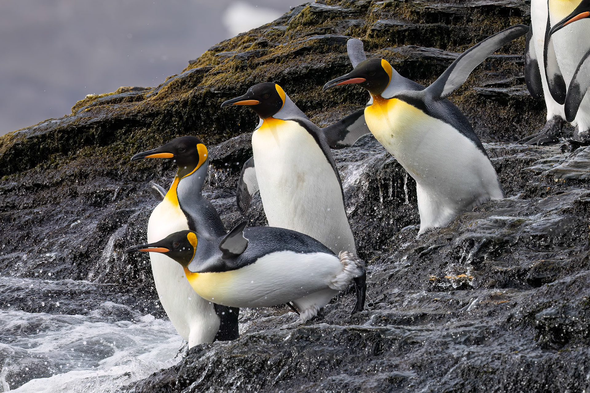 King penguins, St Andrew's Bay, South Georgia