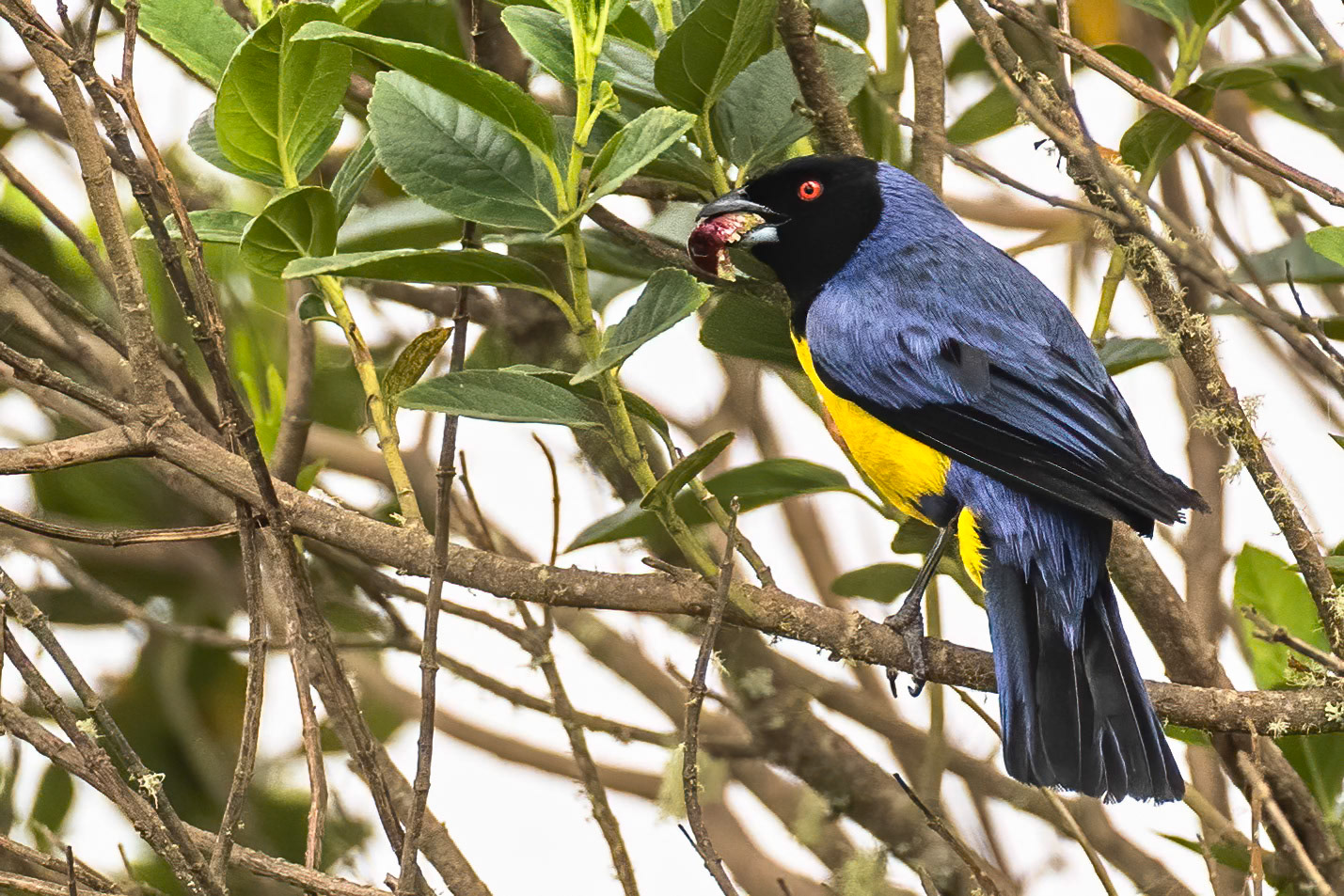 Hooded mountain-tanager, Terminales del Ruiz, Colombia
