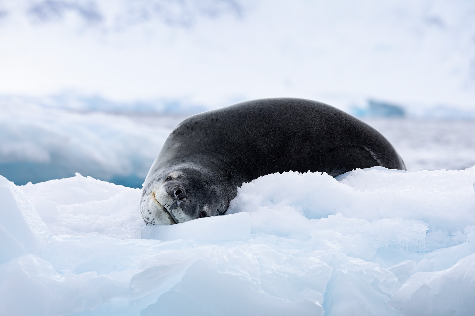 Leopard seal, Useful Island, Antarctica