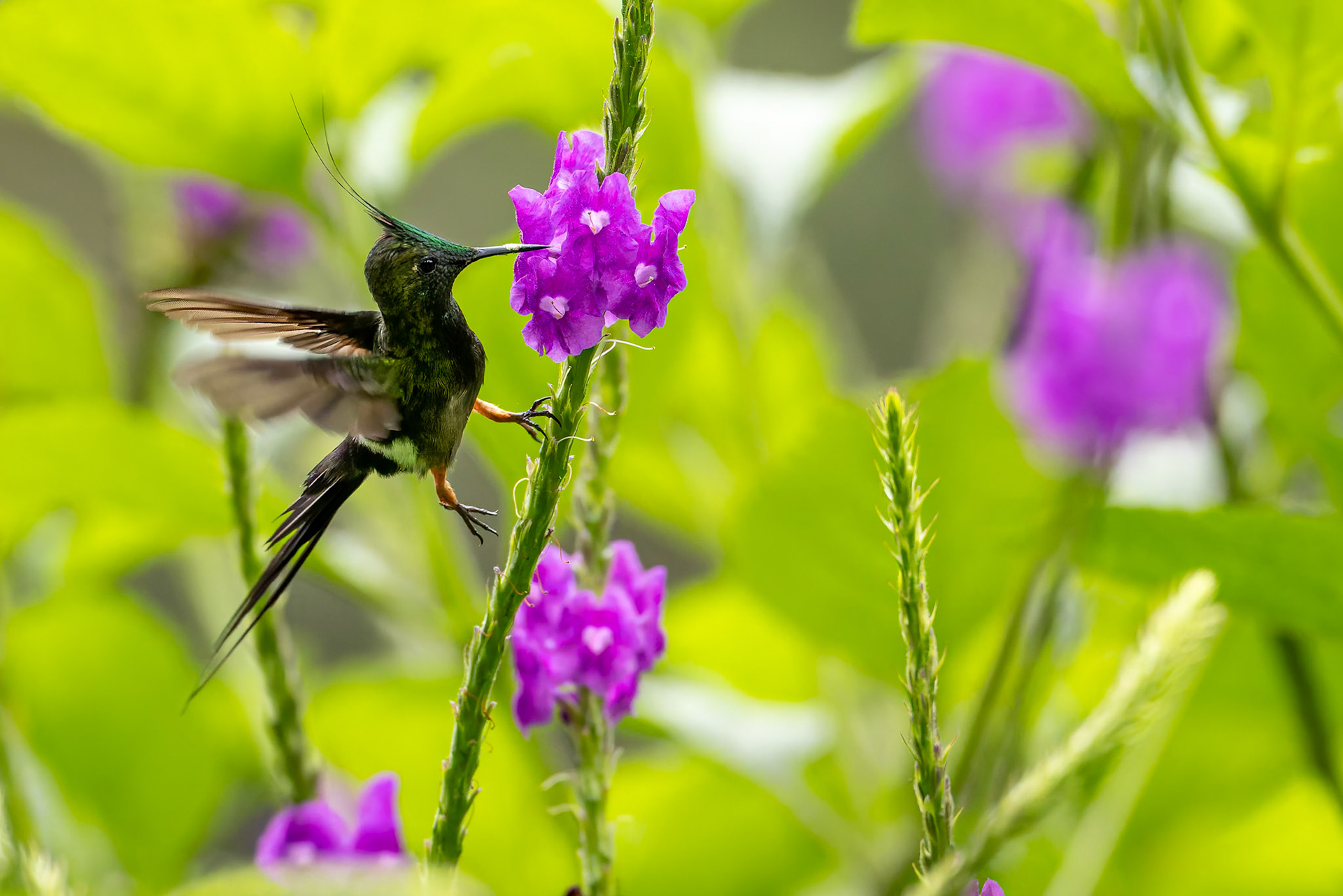Wire-crested thorntail, Copalinga Ecolodge, Copalinga, Ecuador