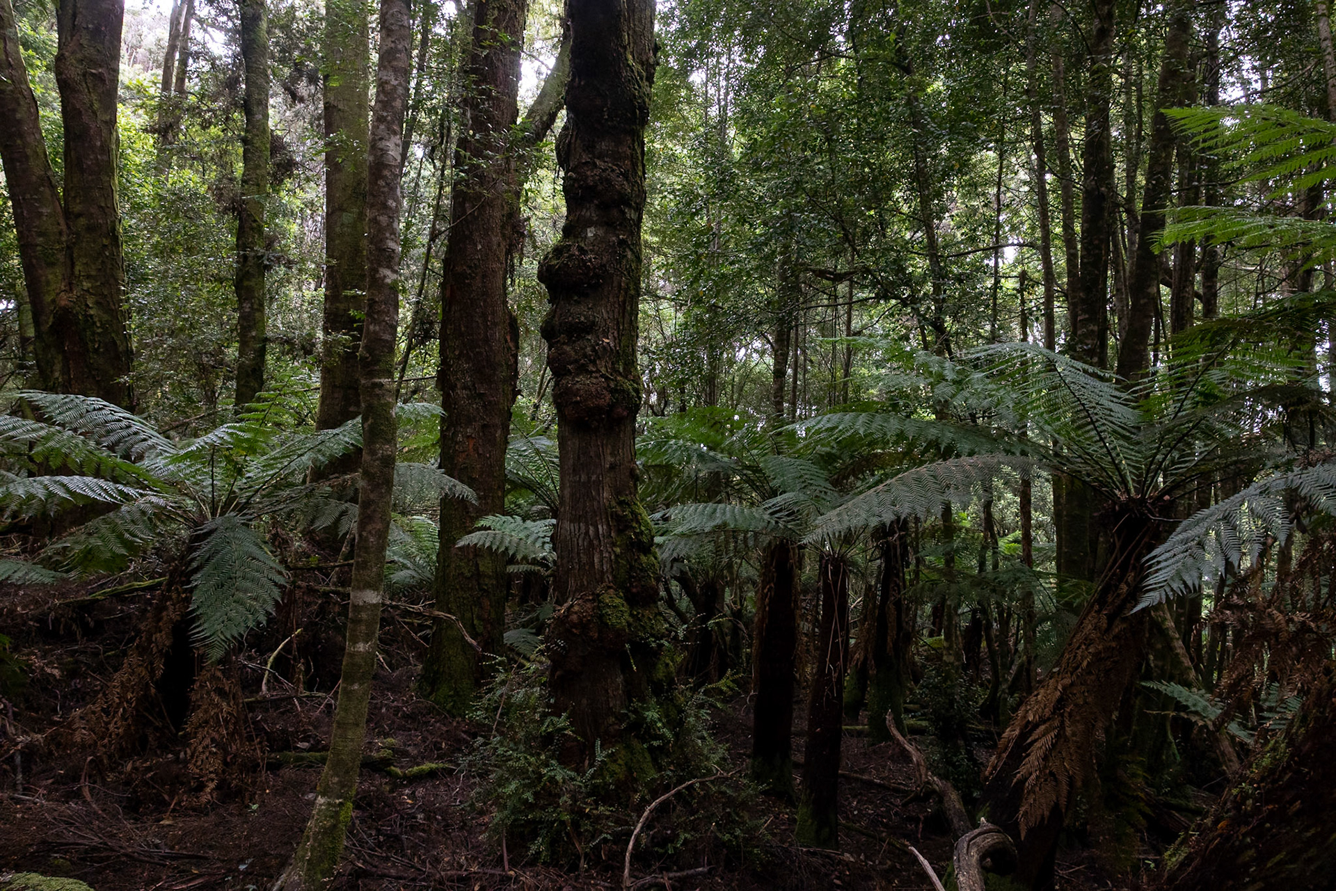 Three Capes Track, Cape Pillar Lodge to Cape Hauy and Fortescue Bay, Tasmania