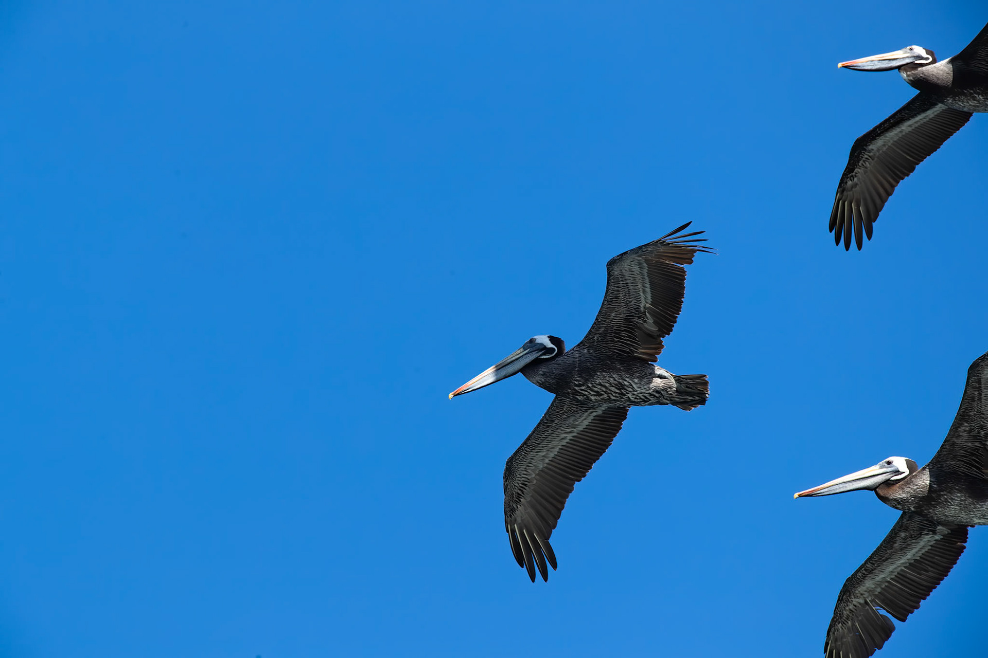 Peruvian pelican, Vinã del Mar, Chilé