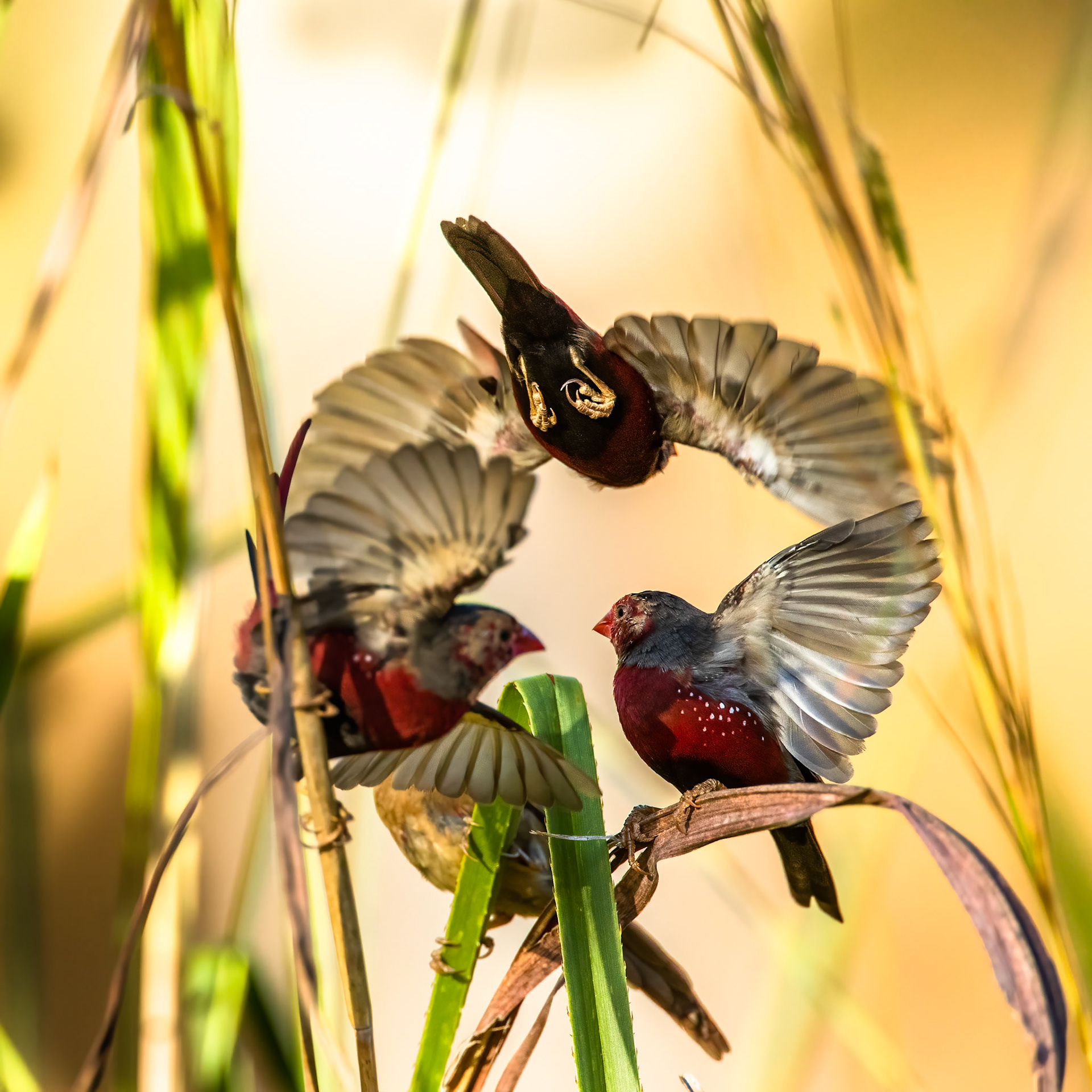 Crimson finch, Darwin, Australia